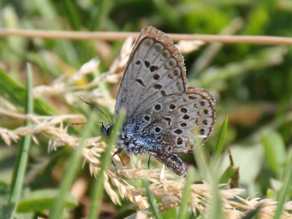 polyommatus_amandus1bd