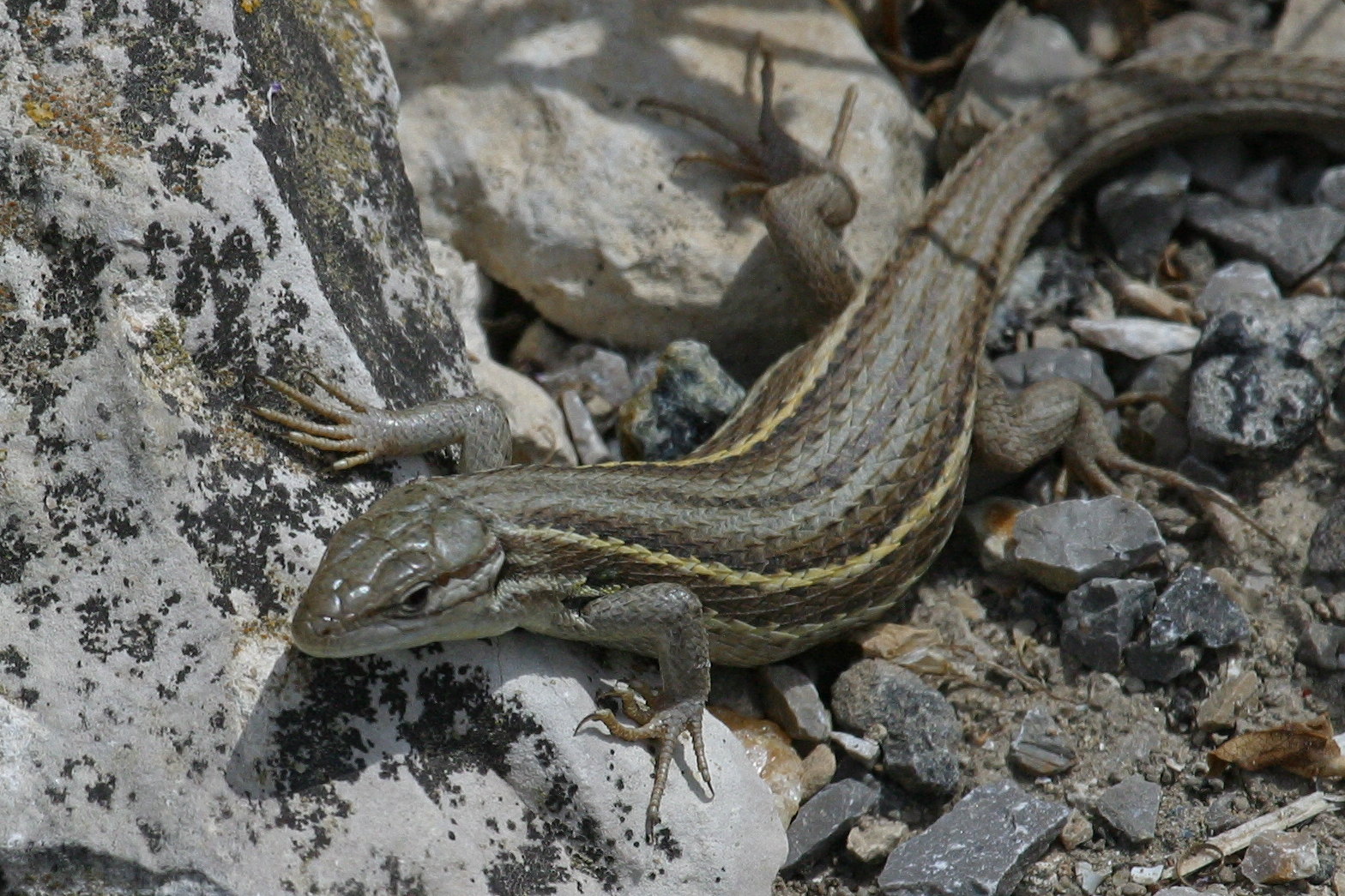 Afficher le média psammodromus_algirus2bd psammodromus_algirus2bd