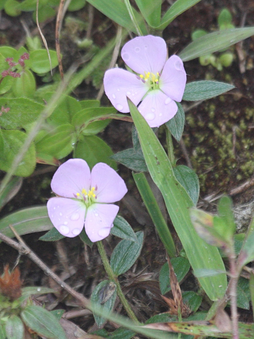 pterolepis_glomerata1bd