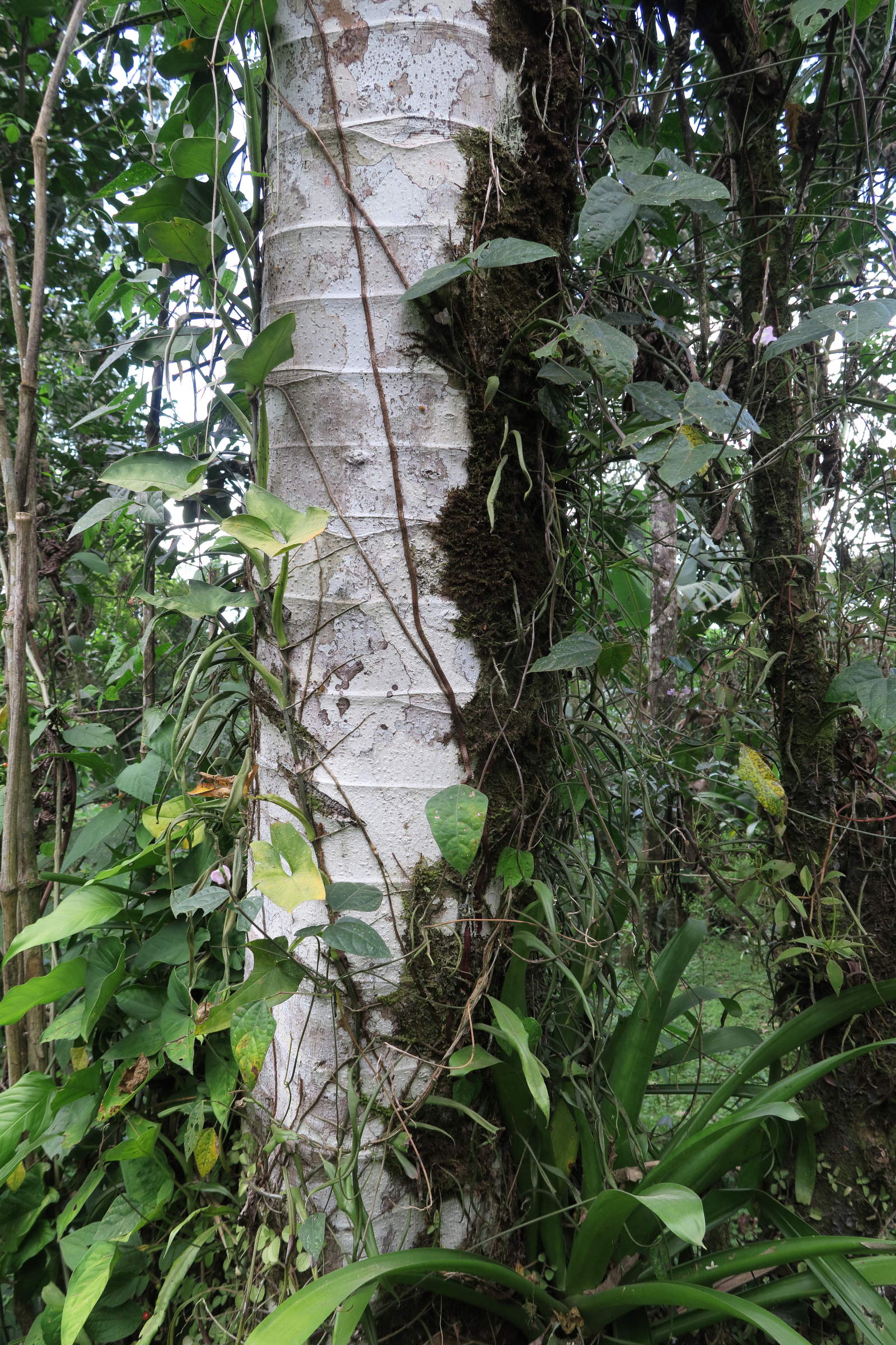 pueraria_phaseoloides1md