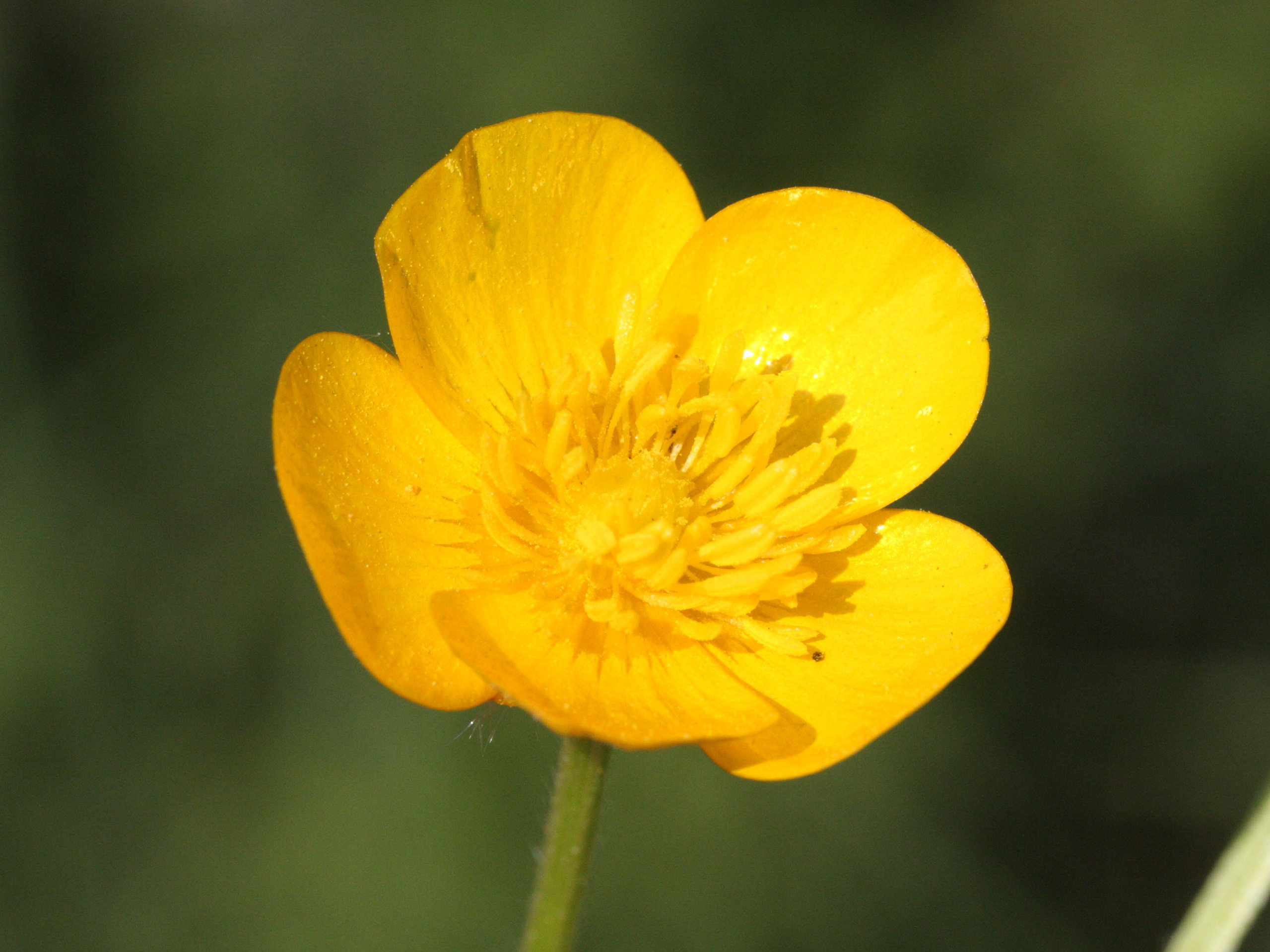 Afficher le média ranunculus_repens3md ranunculus_repens3md