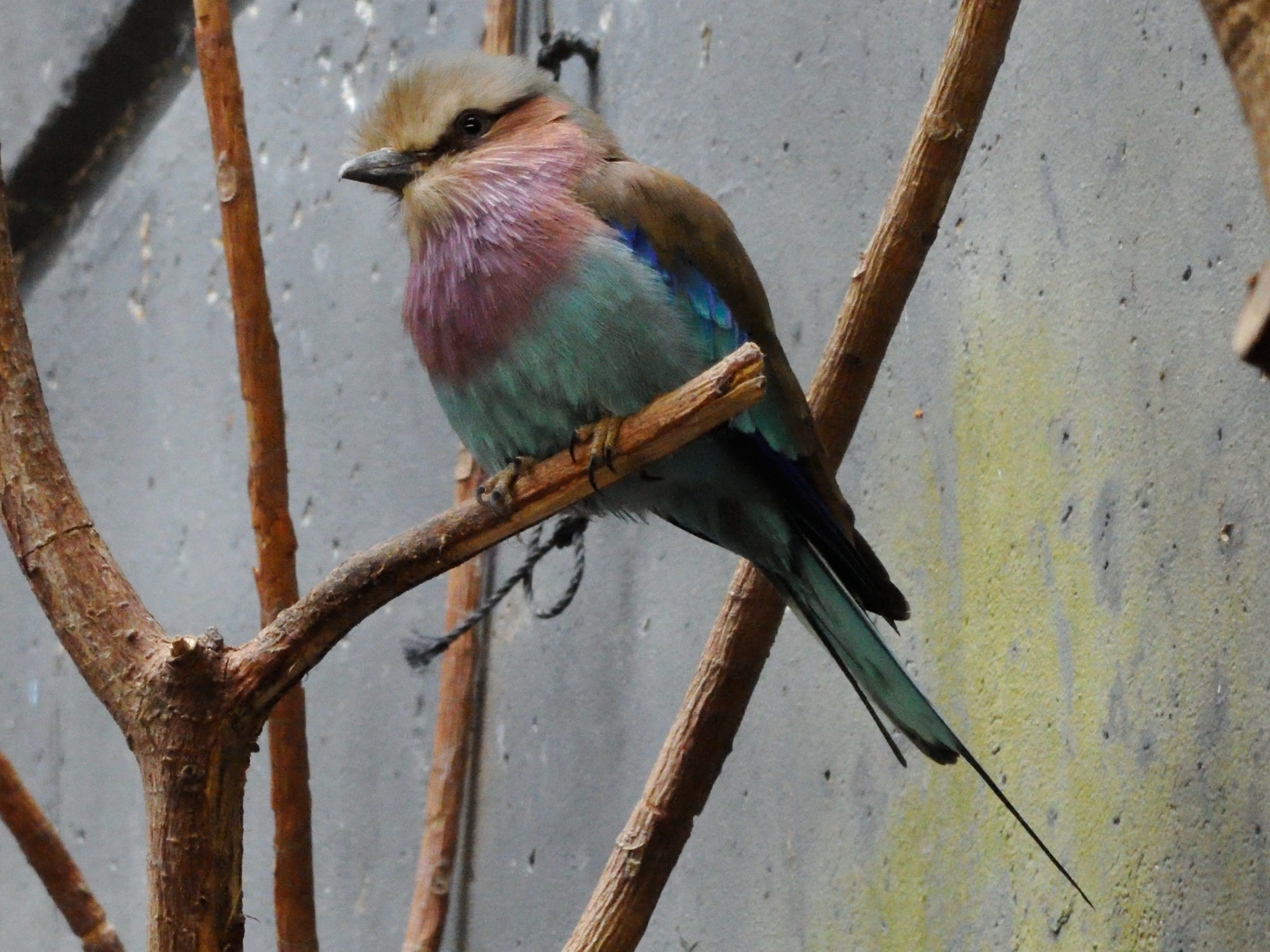 rollier_a_longs_brins_-_coracias_caudatus1md