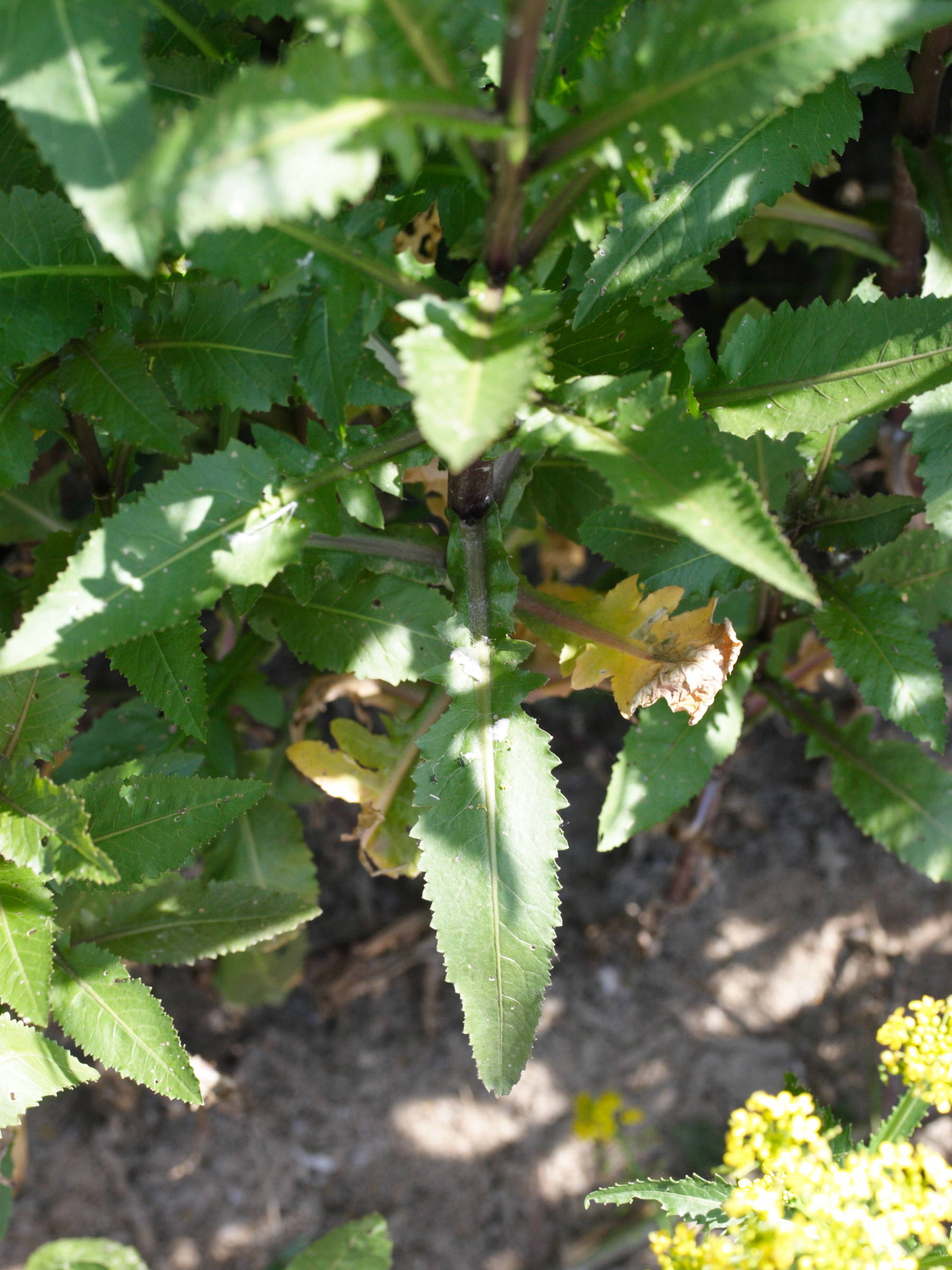 rorippa_austriaca3md