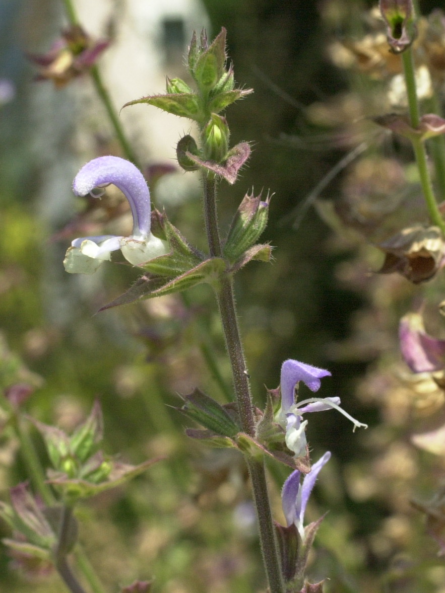 salvia_sclarea3md