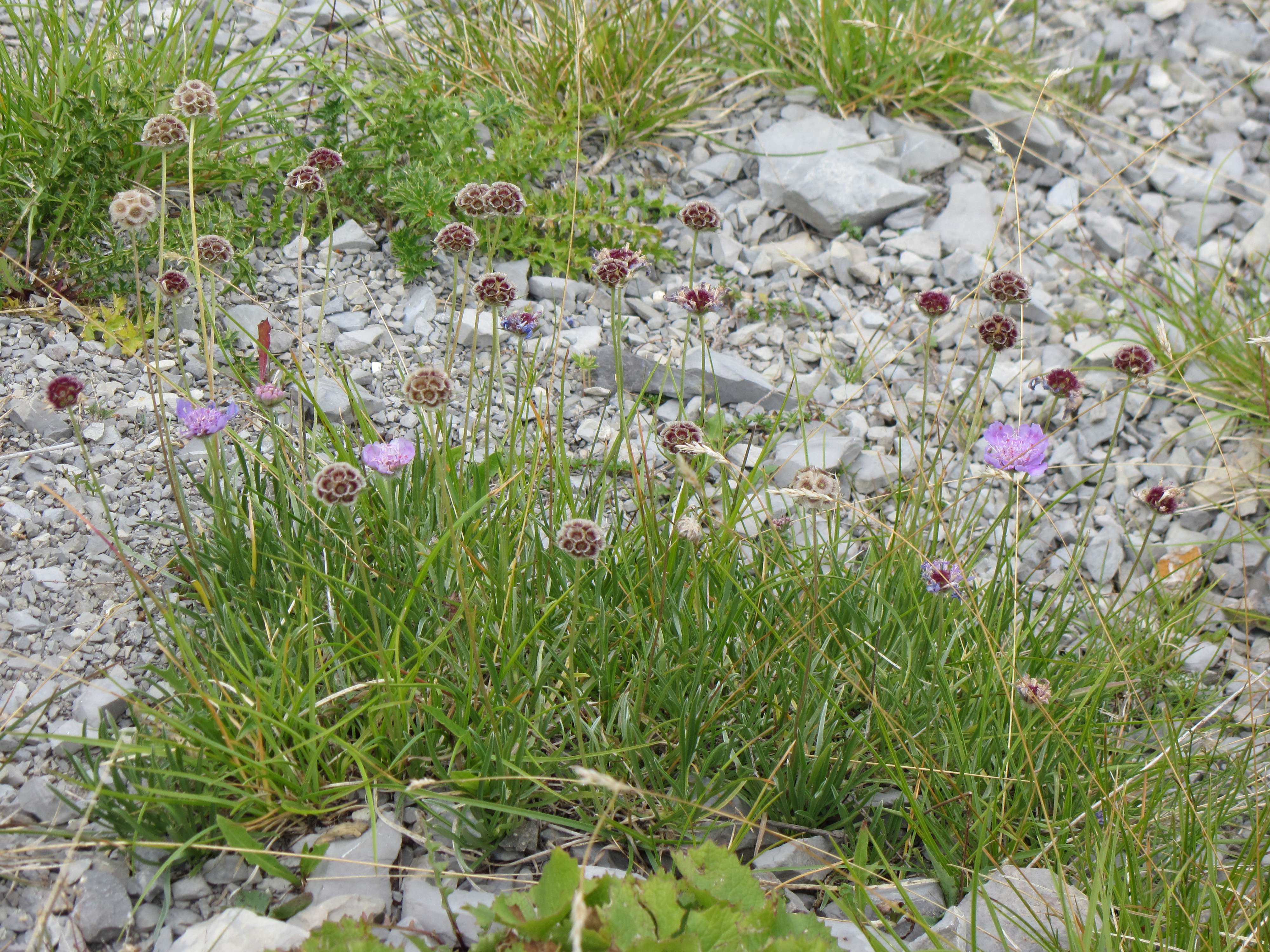 Afficher le média scabiosa_graminifolia1mv scabiosa_graminifolia1mv