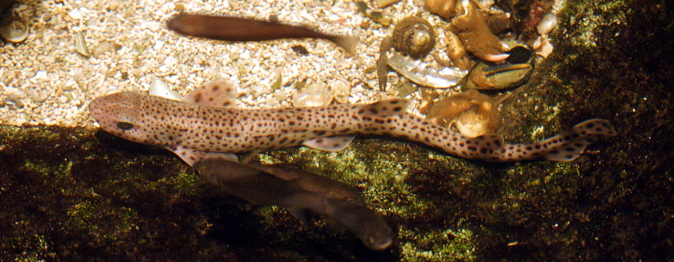 Afficher le média scyliorhinus_canicula3md scyliorhinus_canicula3md