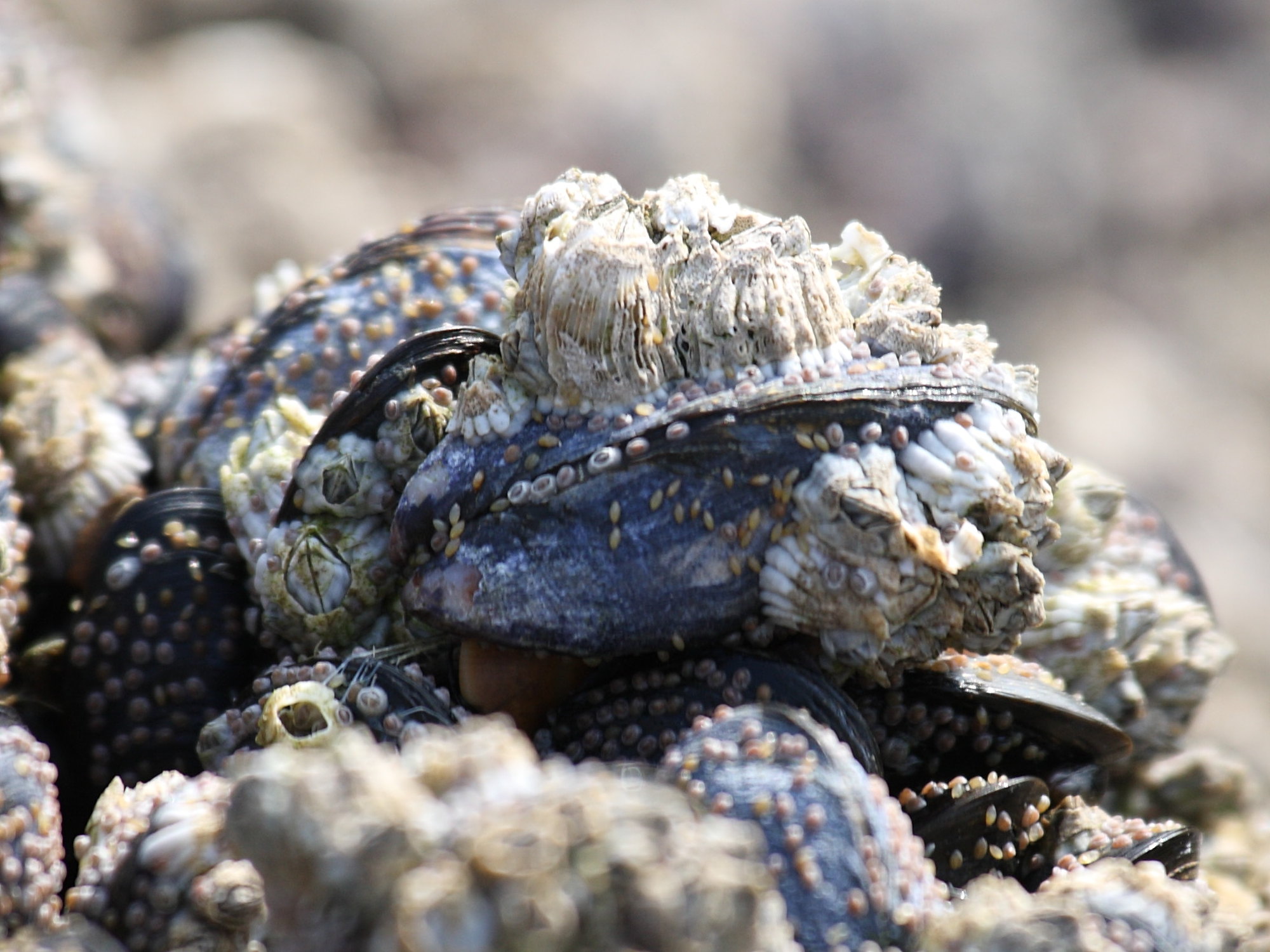 semibalanus_balanoides1sd