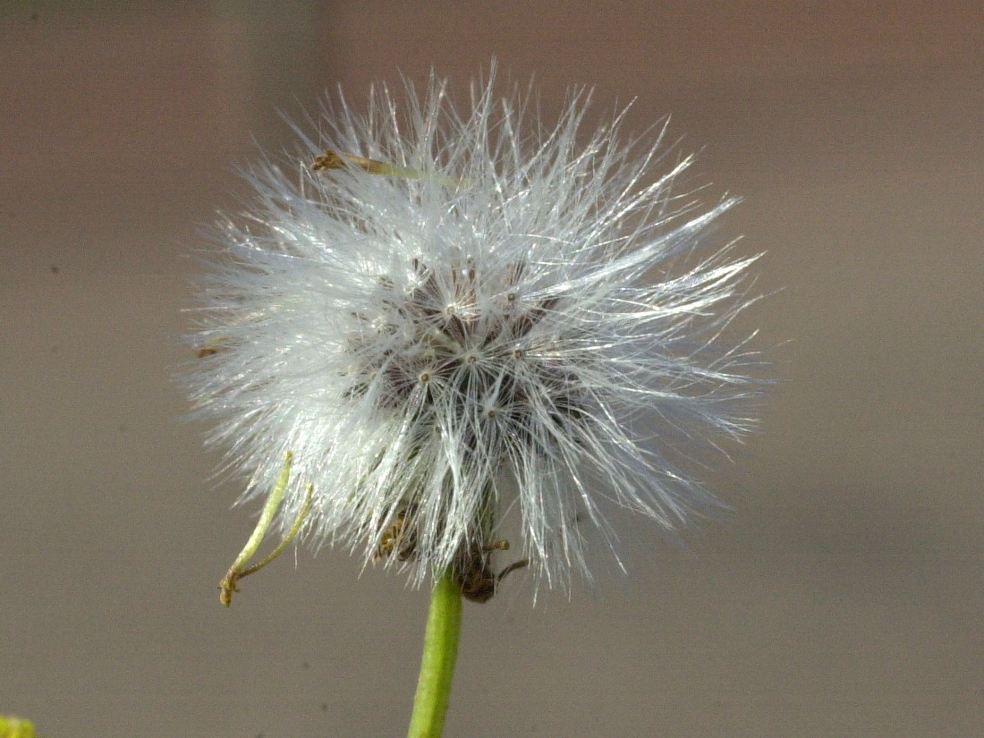 senecio_inaequidens4md