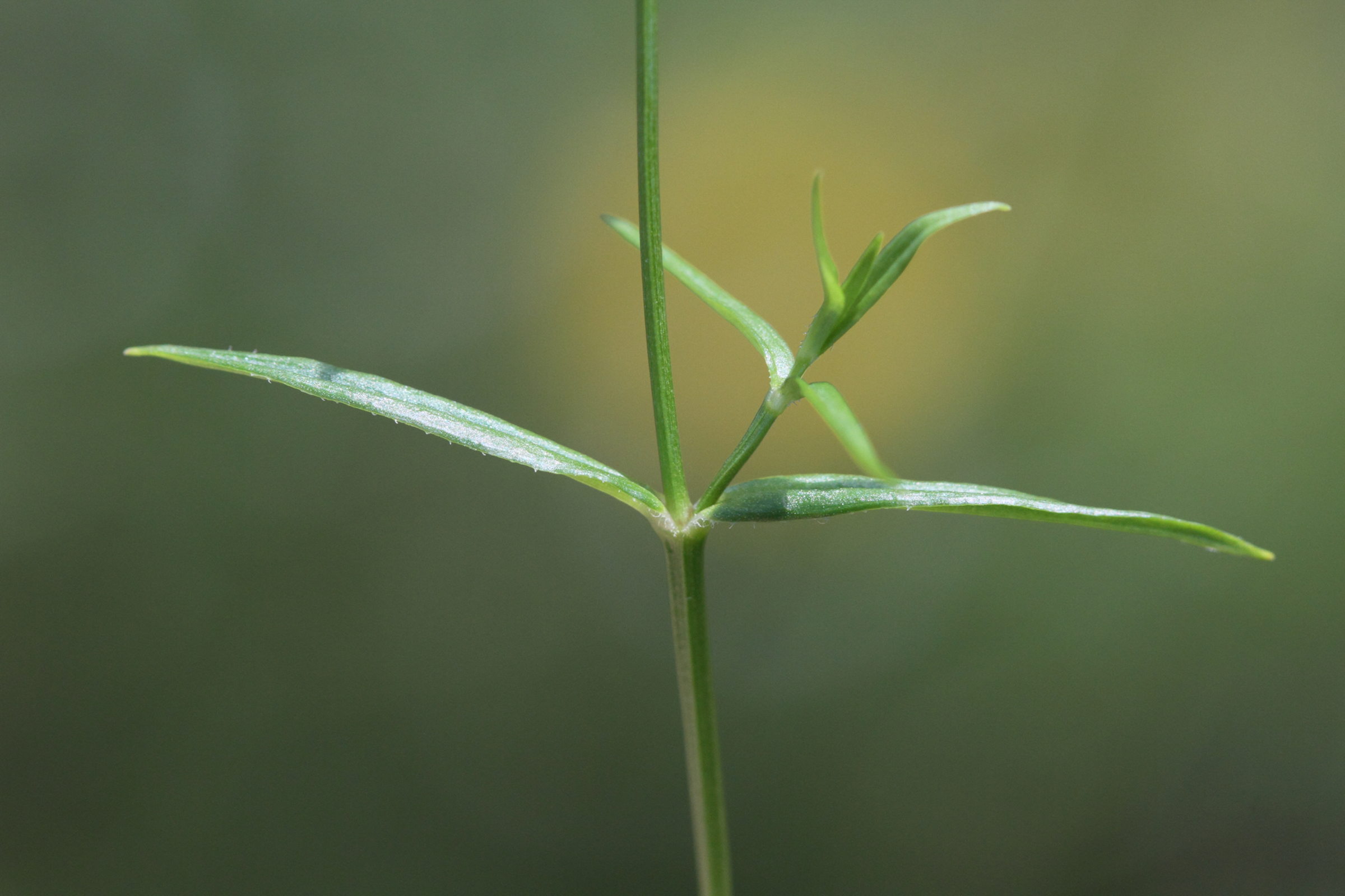 Afficher le média stellaria_graminea2md stellaria_graminea2md