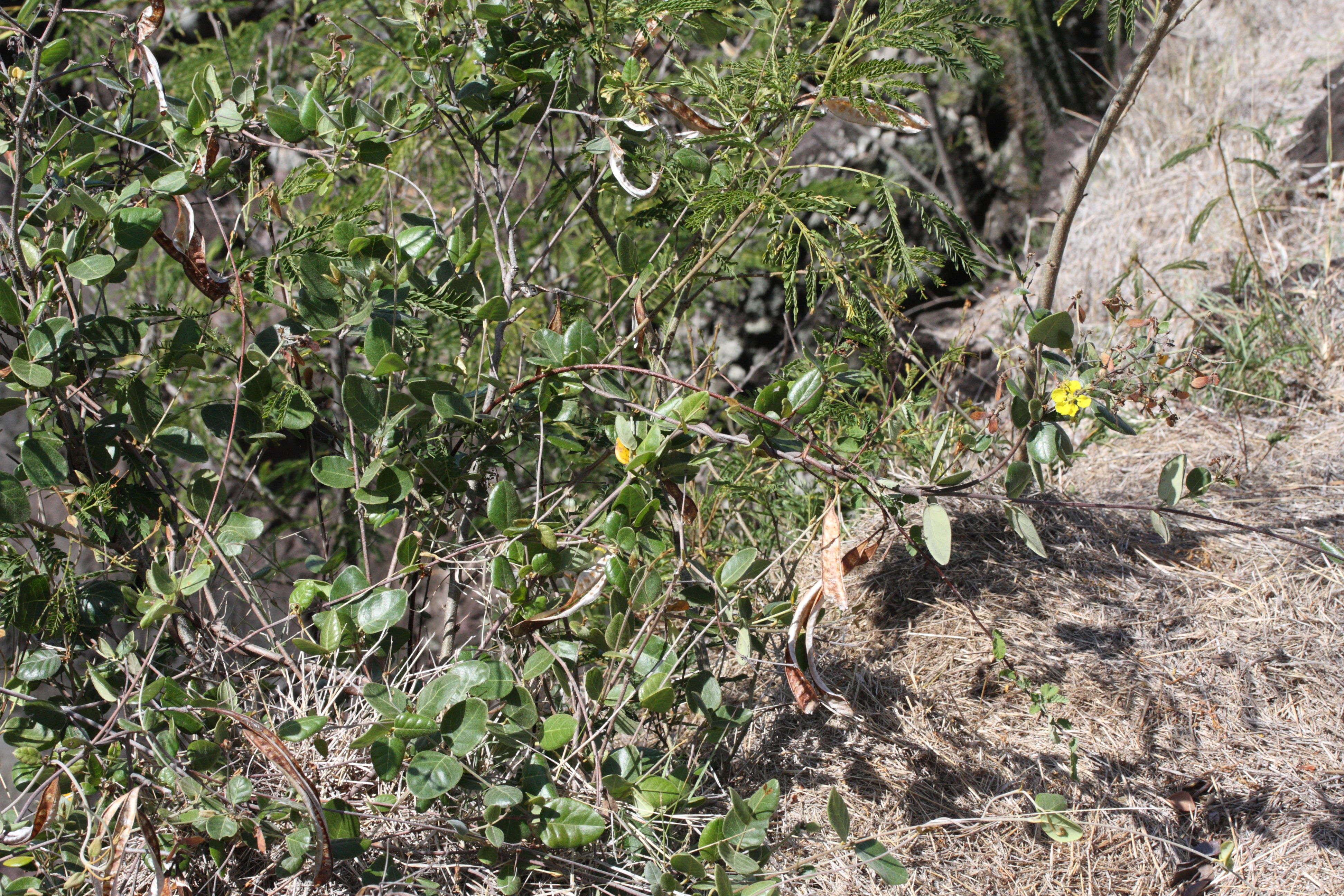 stigmaphyllon_diversifolium4md