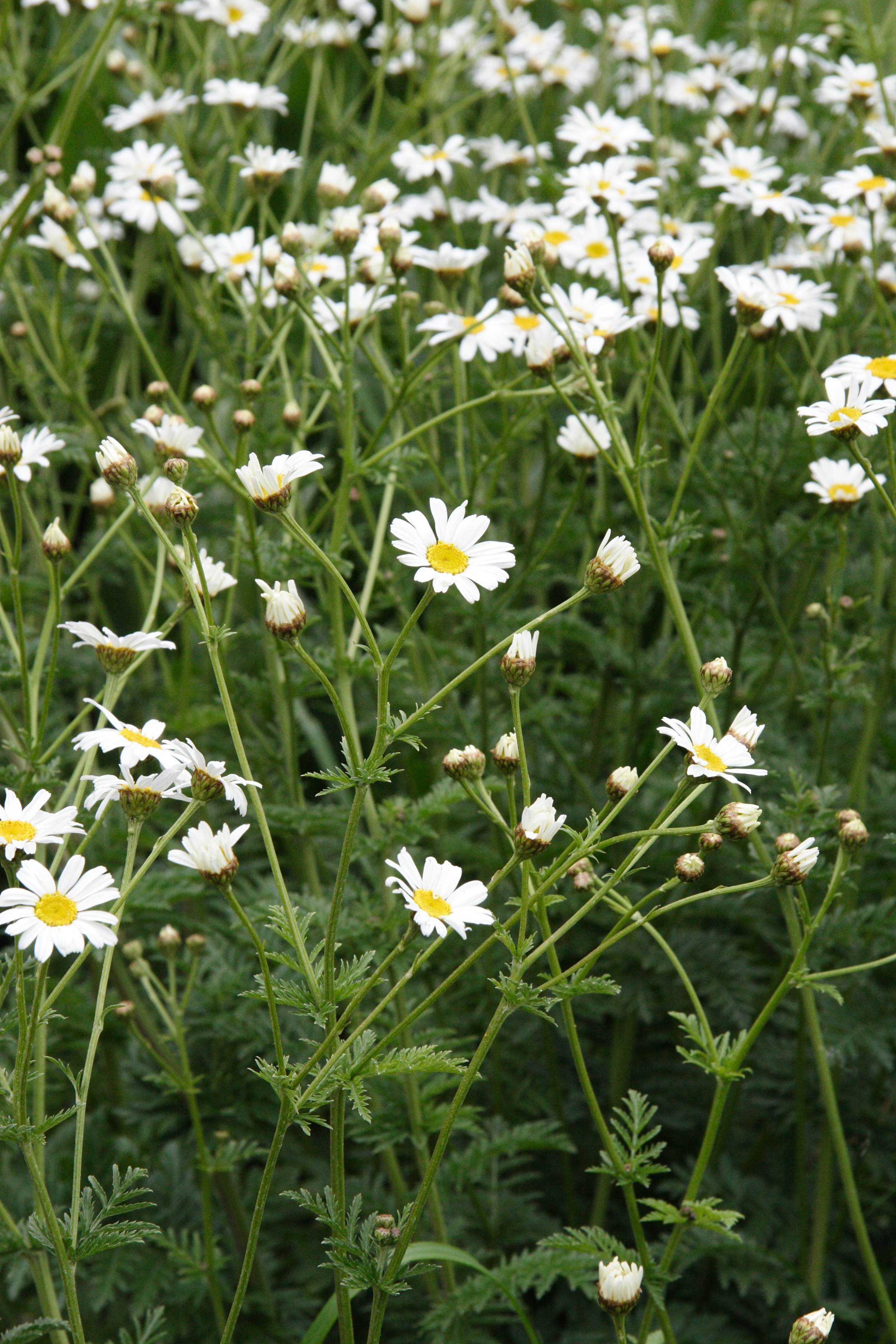 tanacetum_corymbosum_corymbosum1md