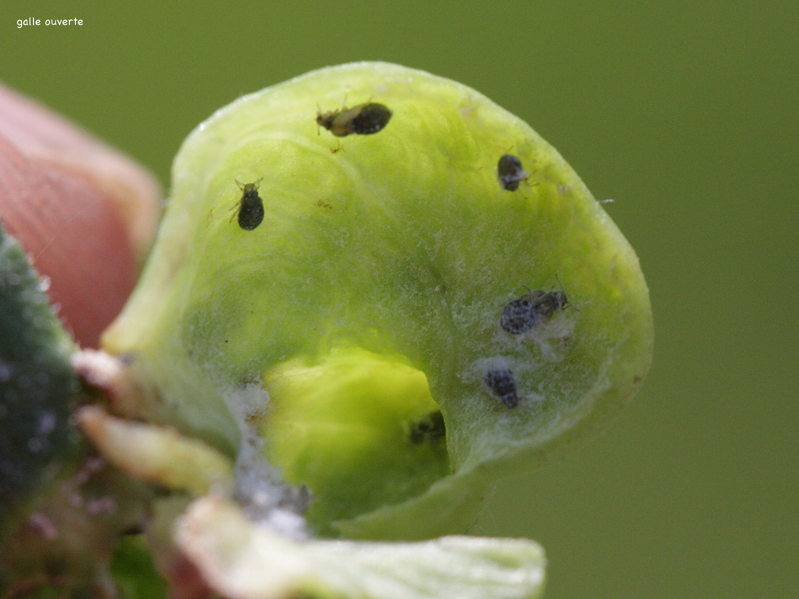 tetraneura_ulmi_galle2bd