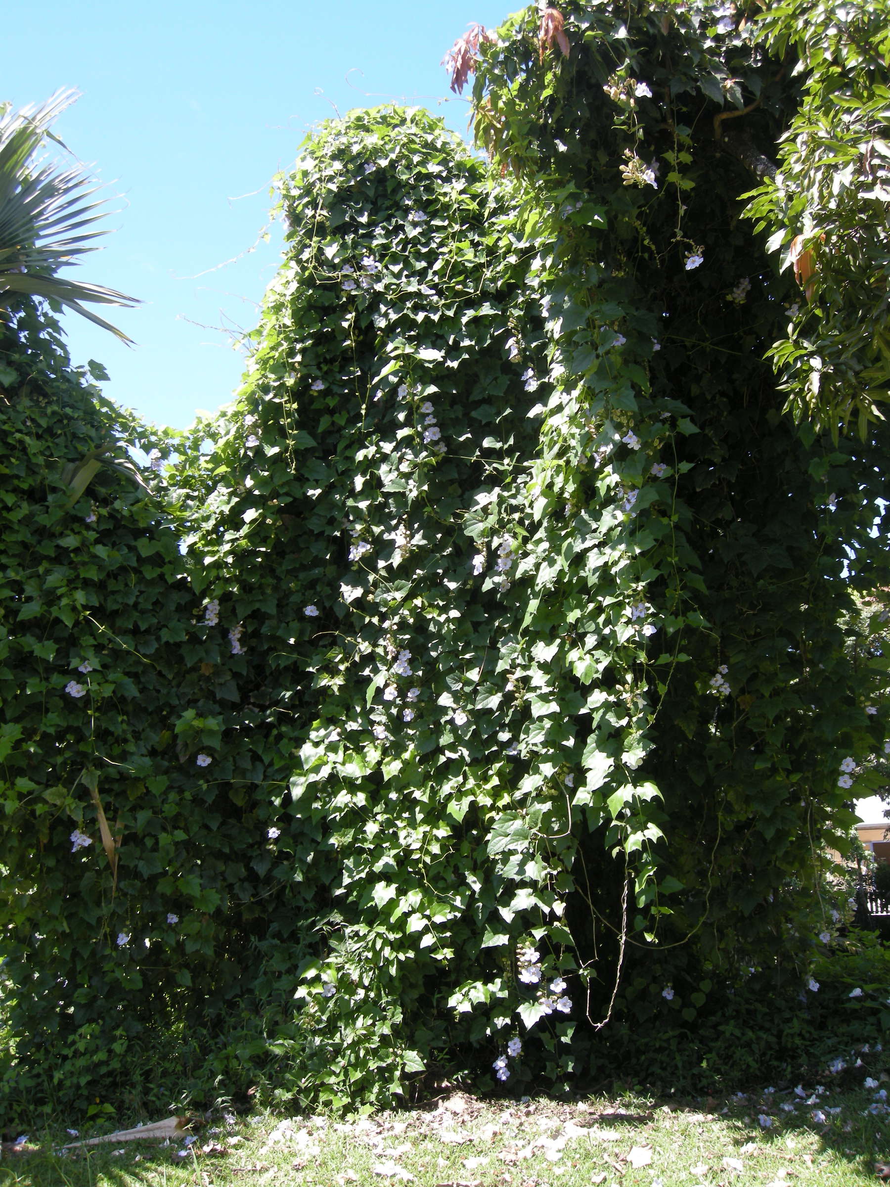 thunbergia_grandiflora1bmd