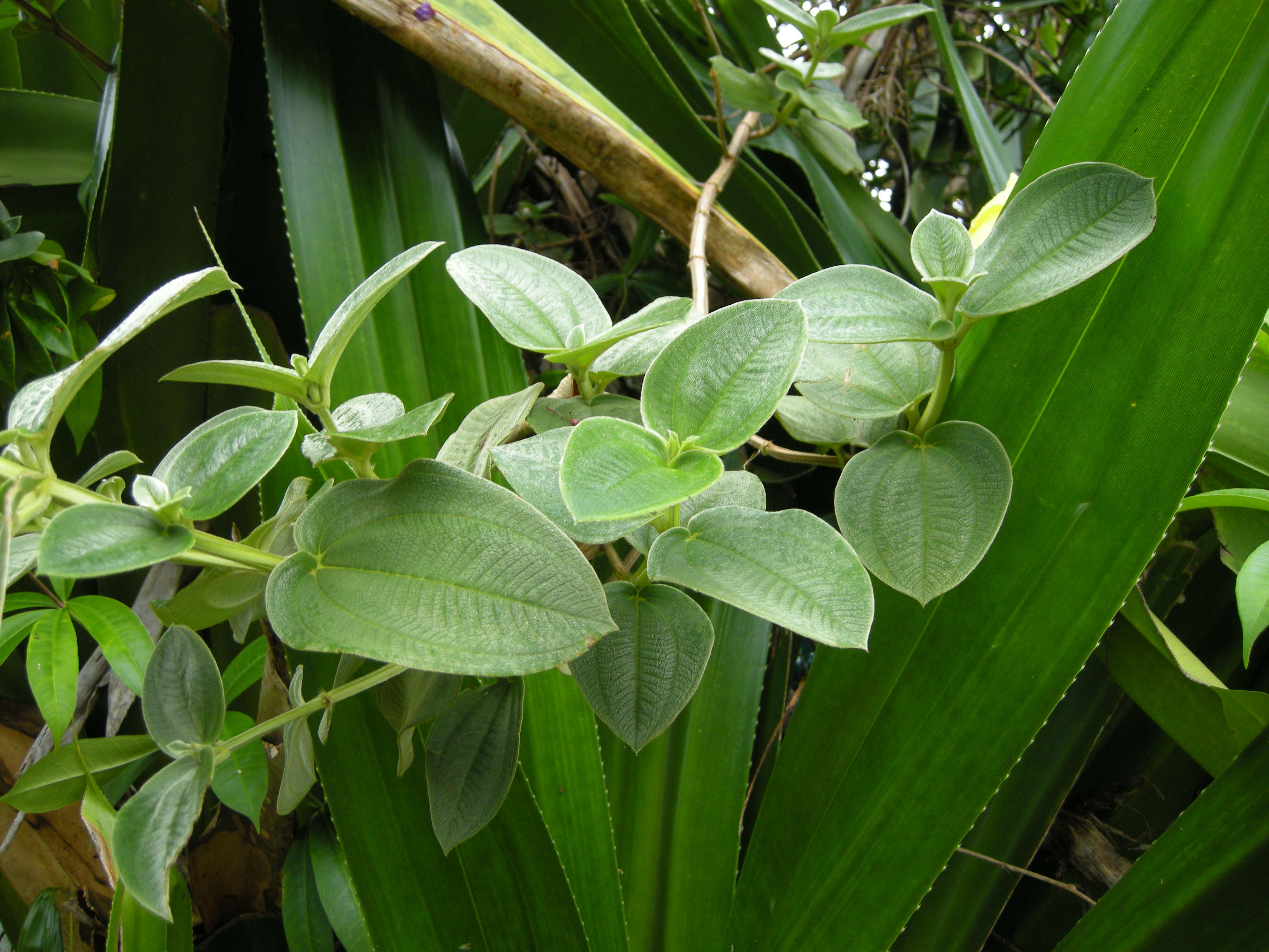 Afficher le média tibouchina_grandifolia2md tibouchina_grandifolia2md