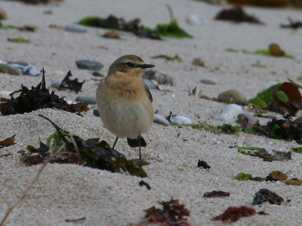 traquet_motteux_-_oenanthe_oenanthe2bd