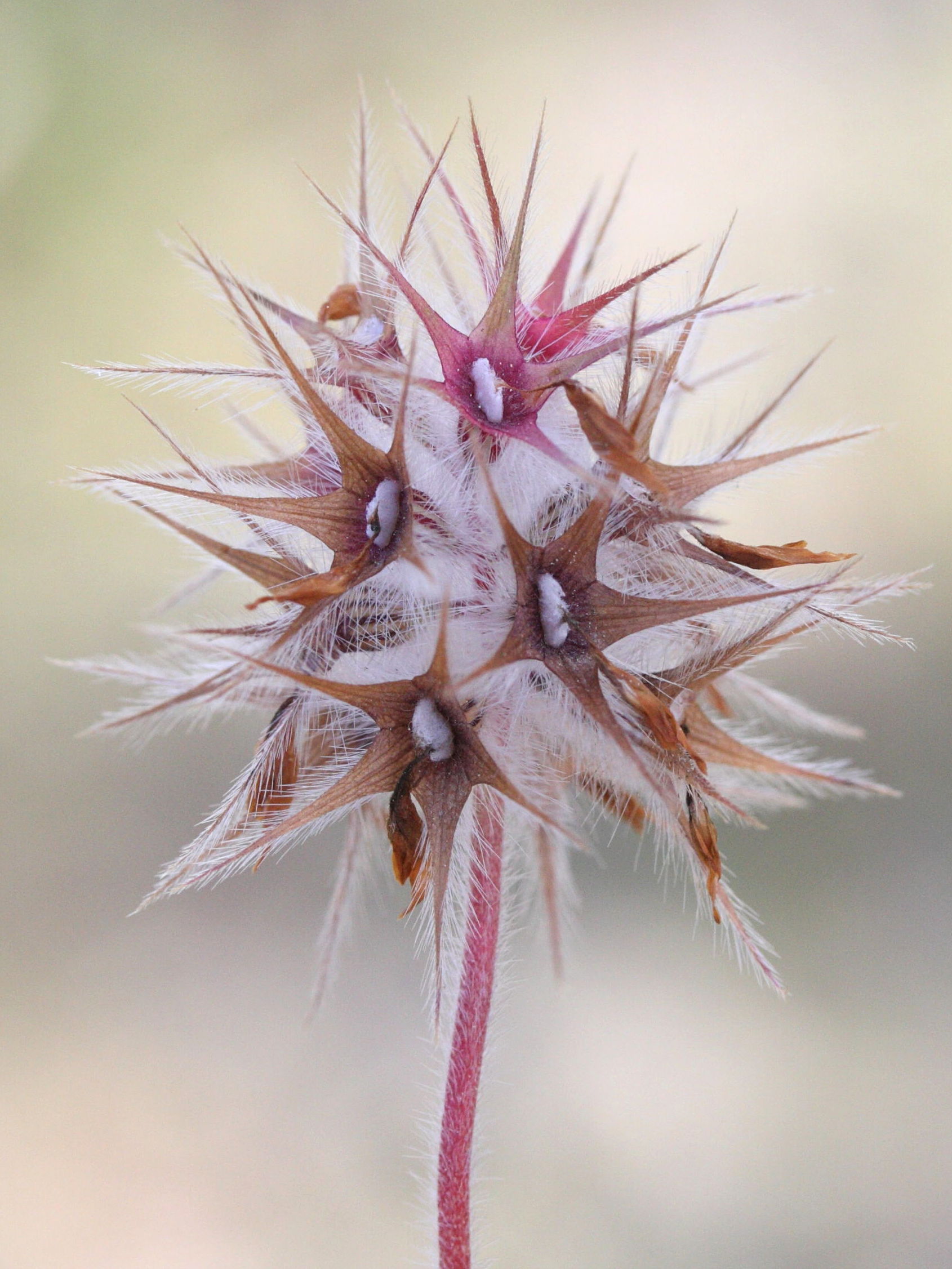 trifolium_stellatum4md