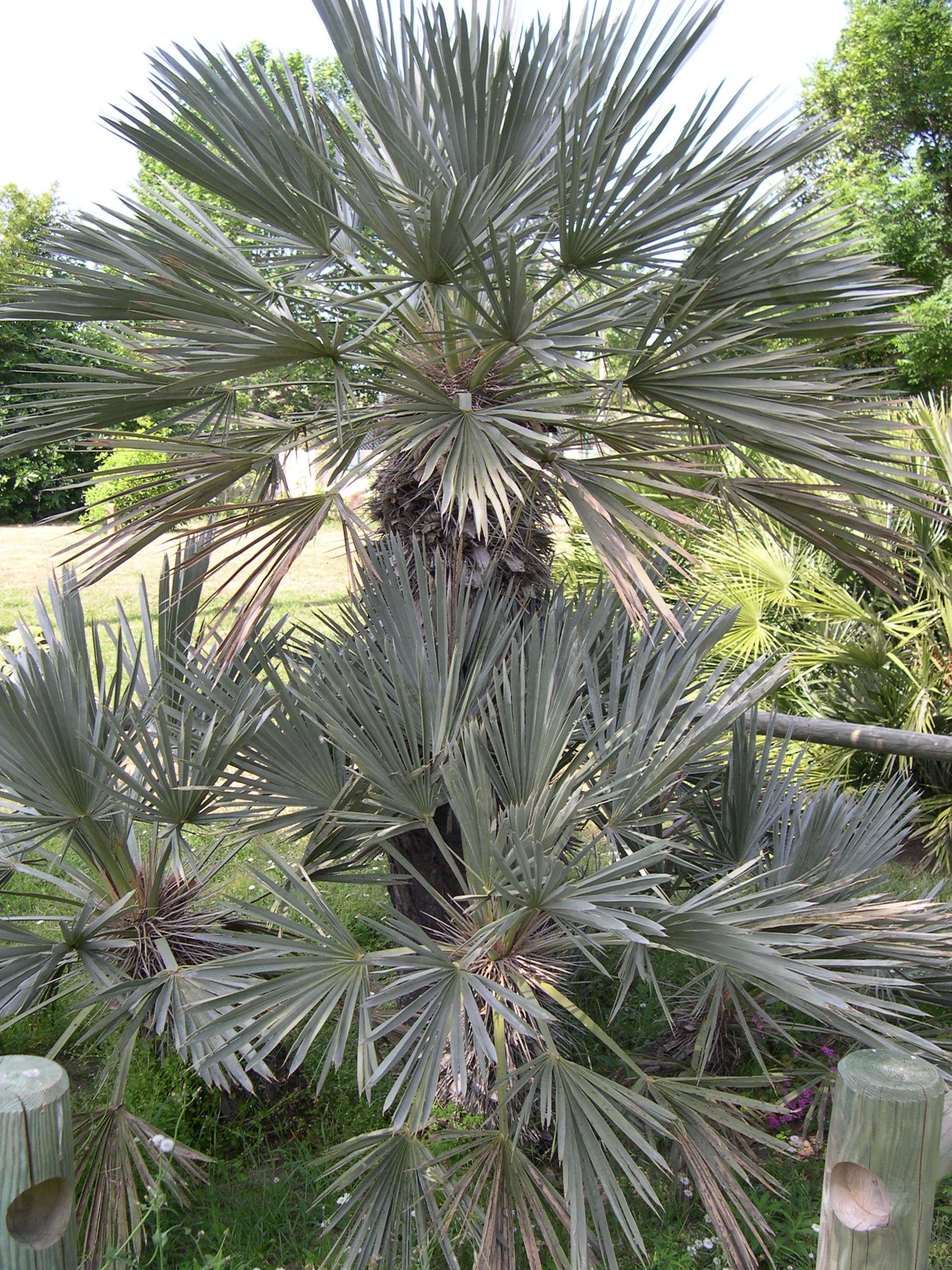 trithrinax_campestris1md