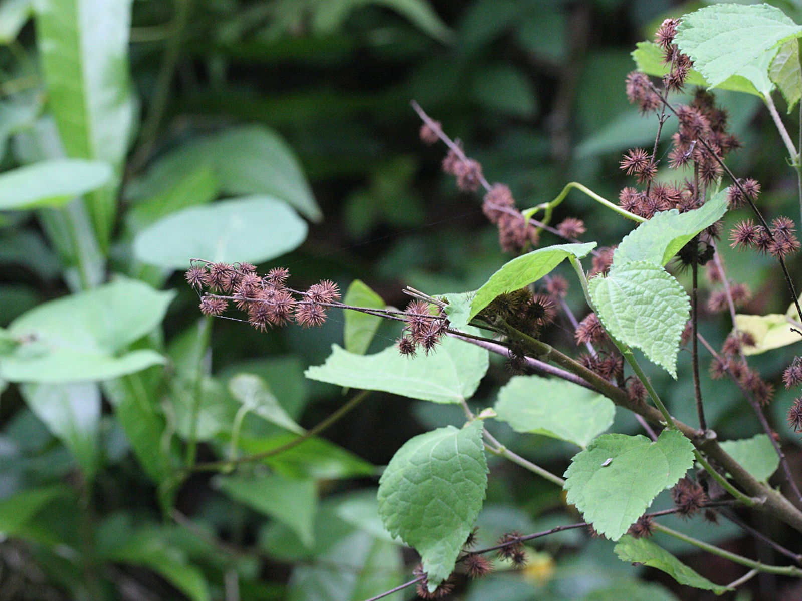 triumfetta_lappula1md