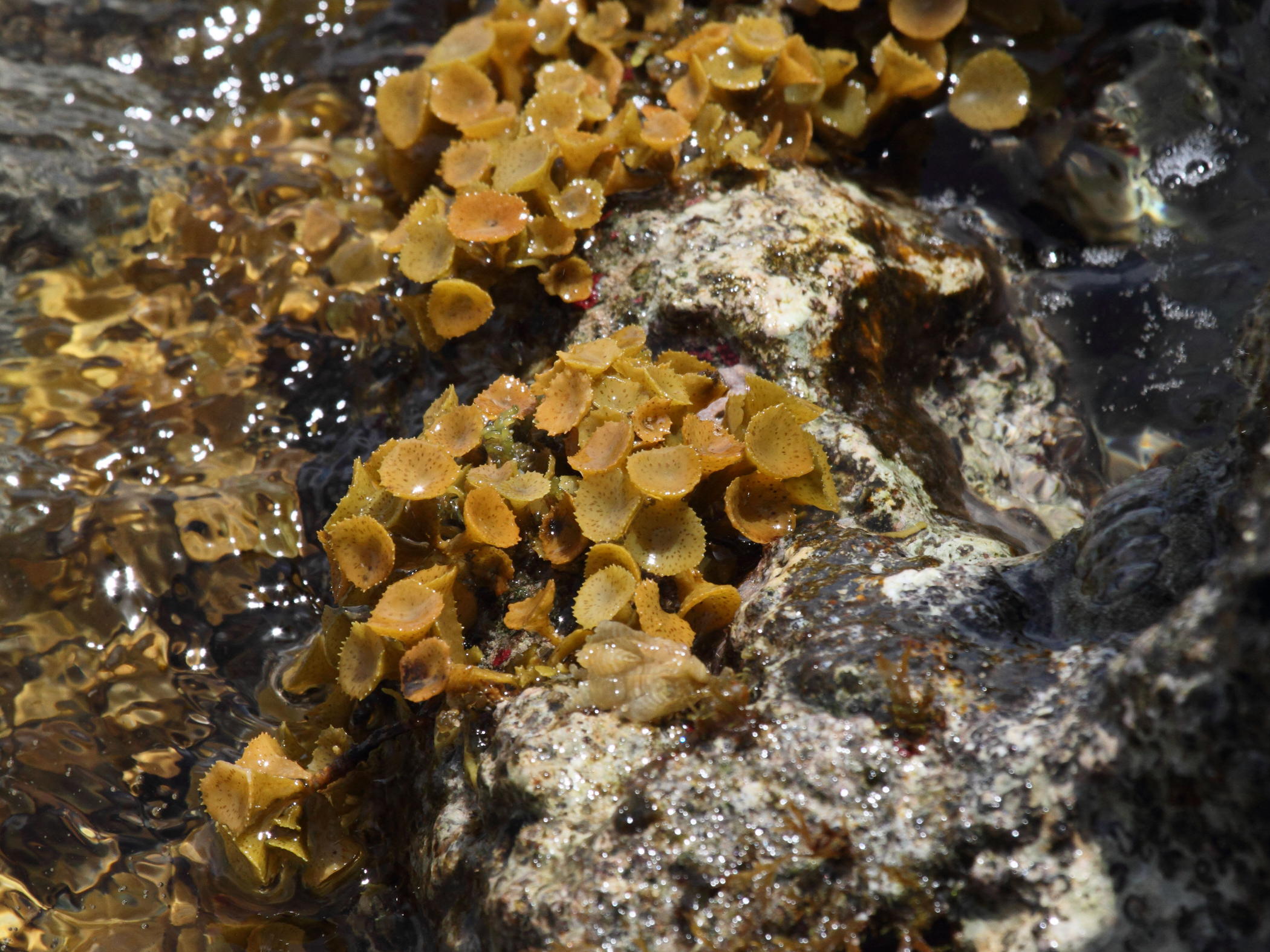 Afficher le média turbinaria_tricostata1bd turbinaria_tricostata1bd