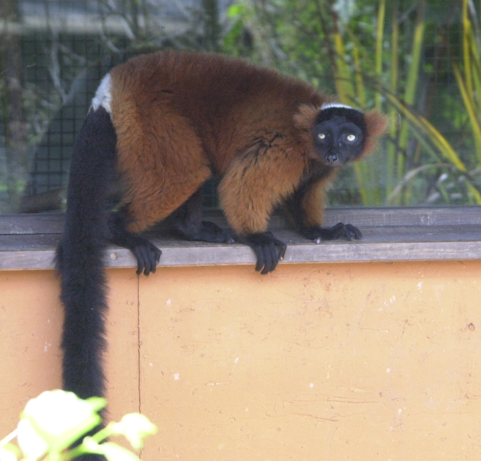 varecia_variegata_rubra1md