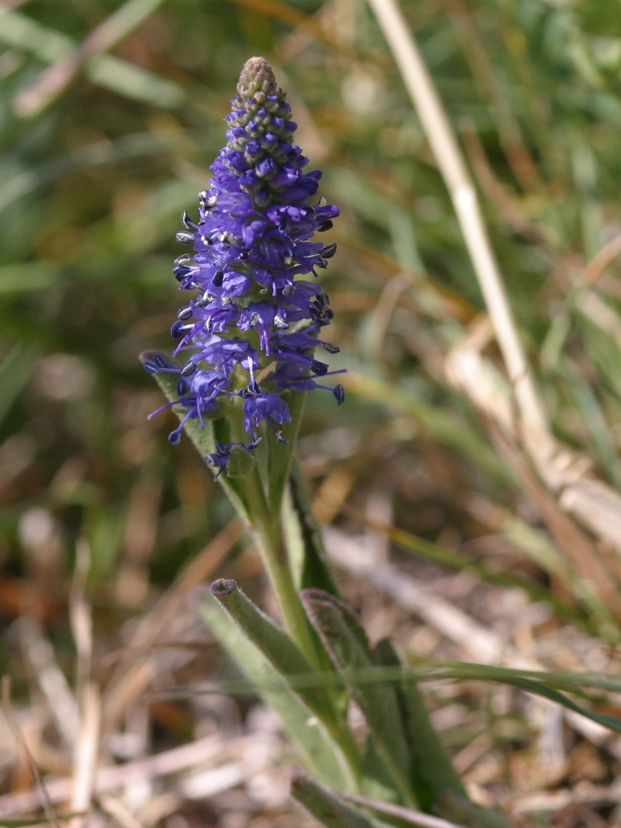 veronica_spicata3md