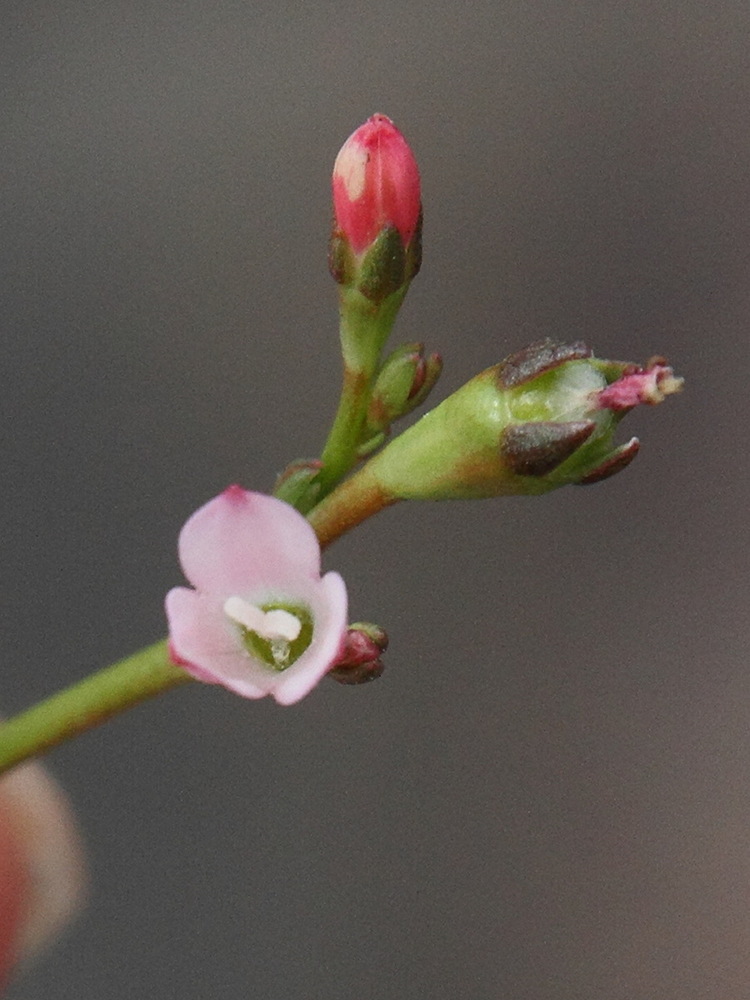 Afficher le média wahlenbergia_lobelioides2md wahlenbergia_lobelioides2md