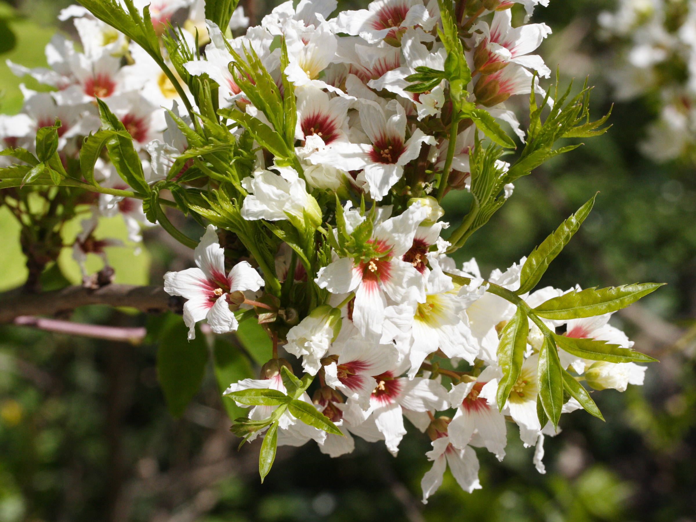 xanthoceras_sorbifolia1md