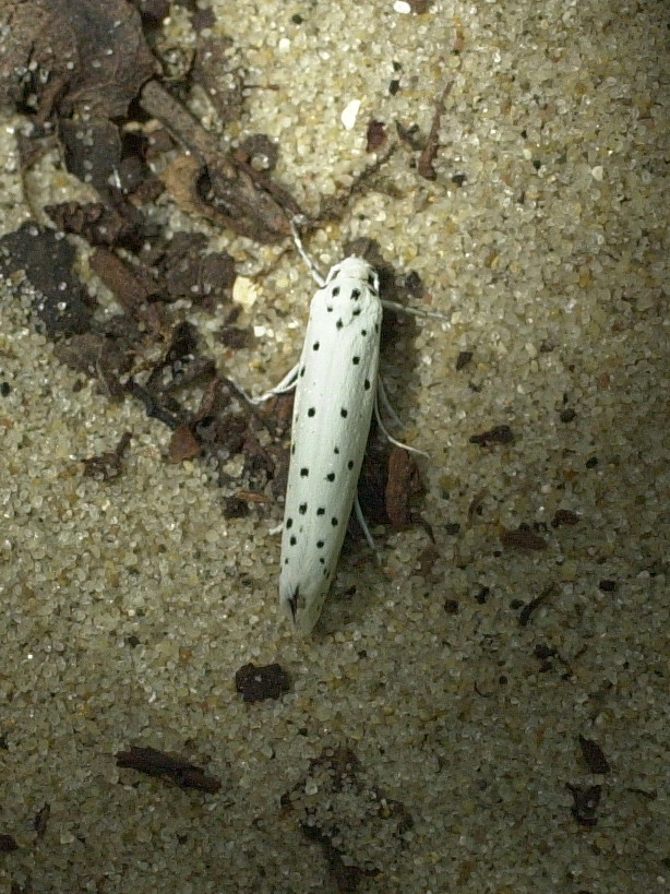 yponomeuta_cagnagella1md