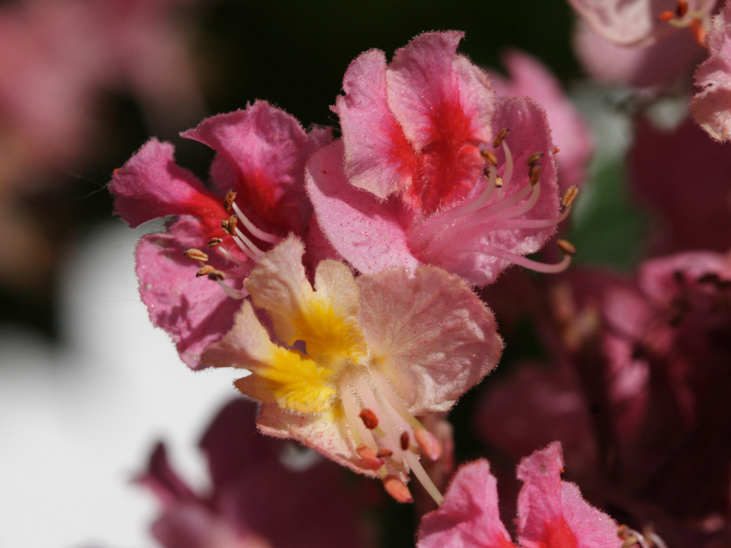 Afficher le média aesculus_x_carnea4bd aesculus_x_carnea4bd