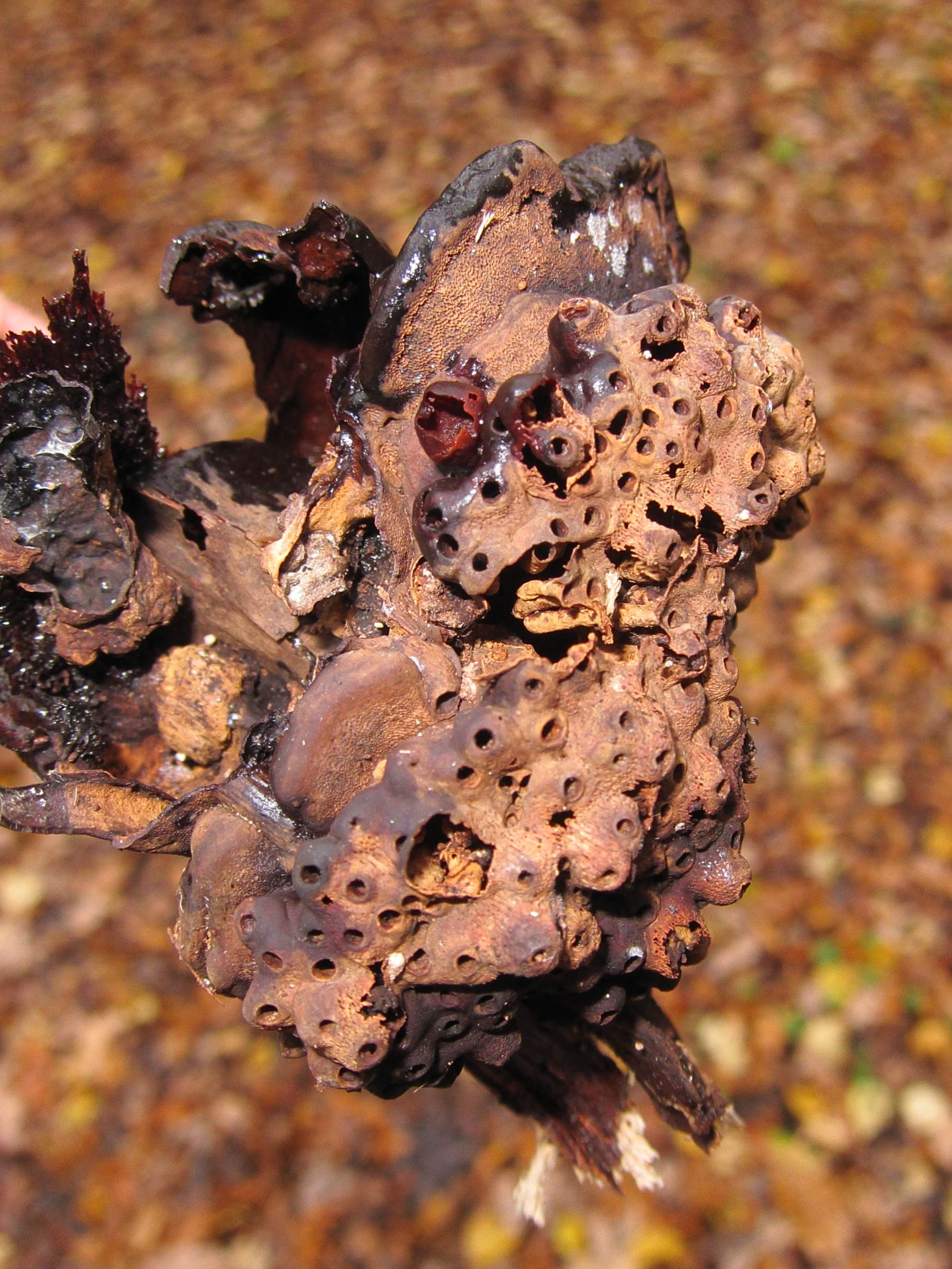 Afficher le média agathomyia_wankowiczii_galle1bd agathomyia_wankowiczii_galle1bd