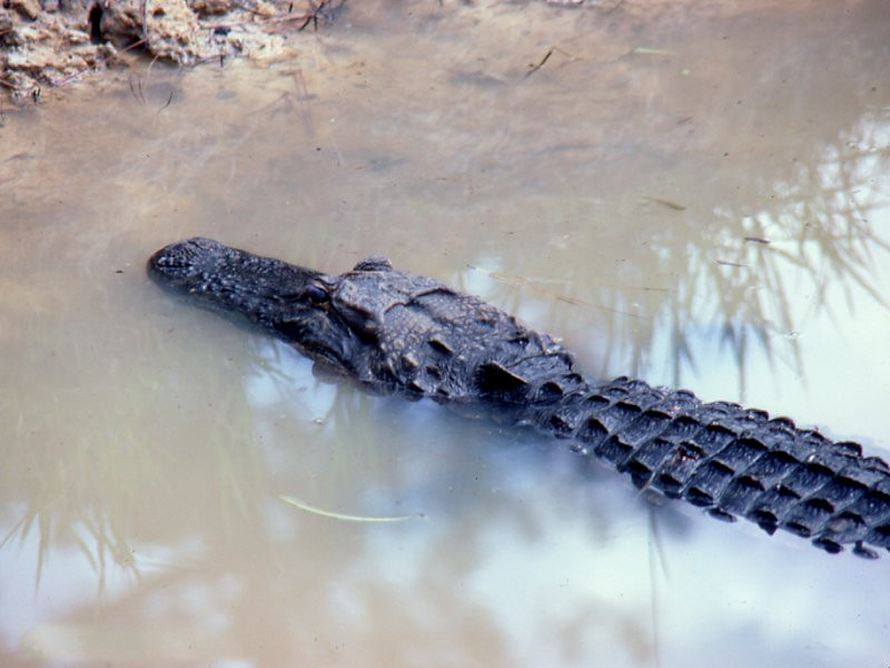 Afficher le média alligator_mississipiensis3md alligator_mississipiensis3md