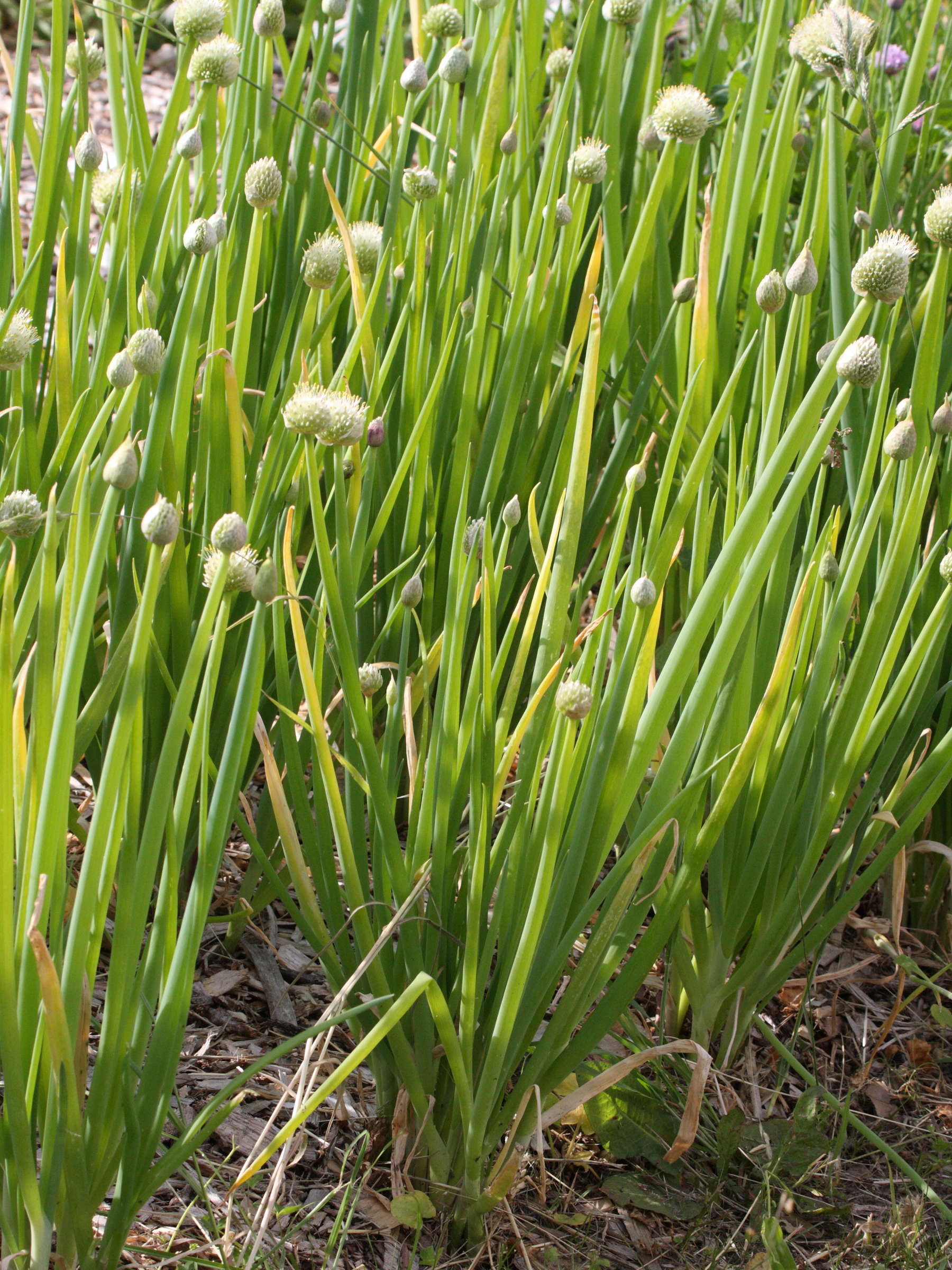 allium_fistulosum1md