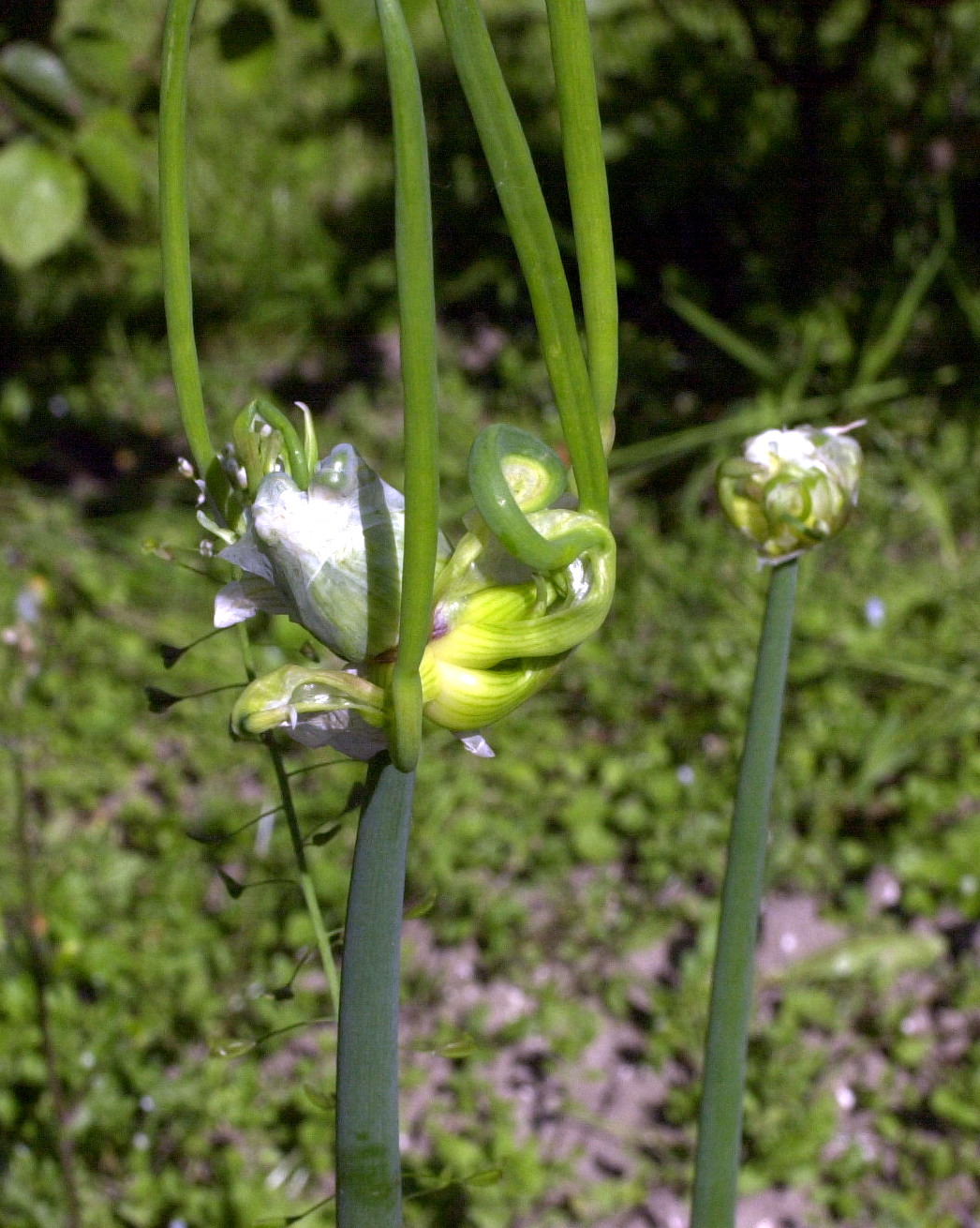 allium_scorodoprasum2md