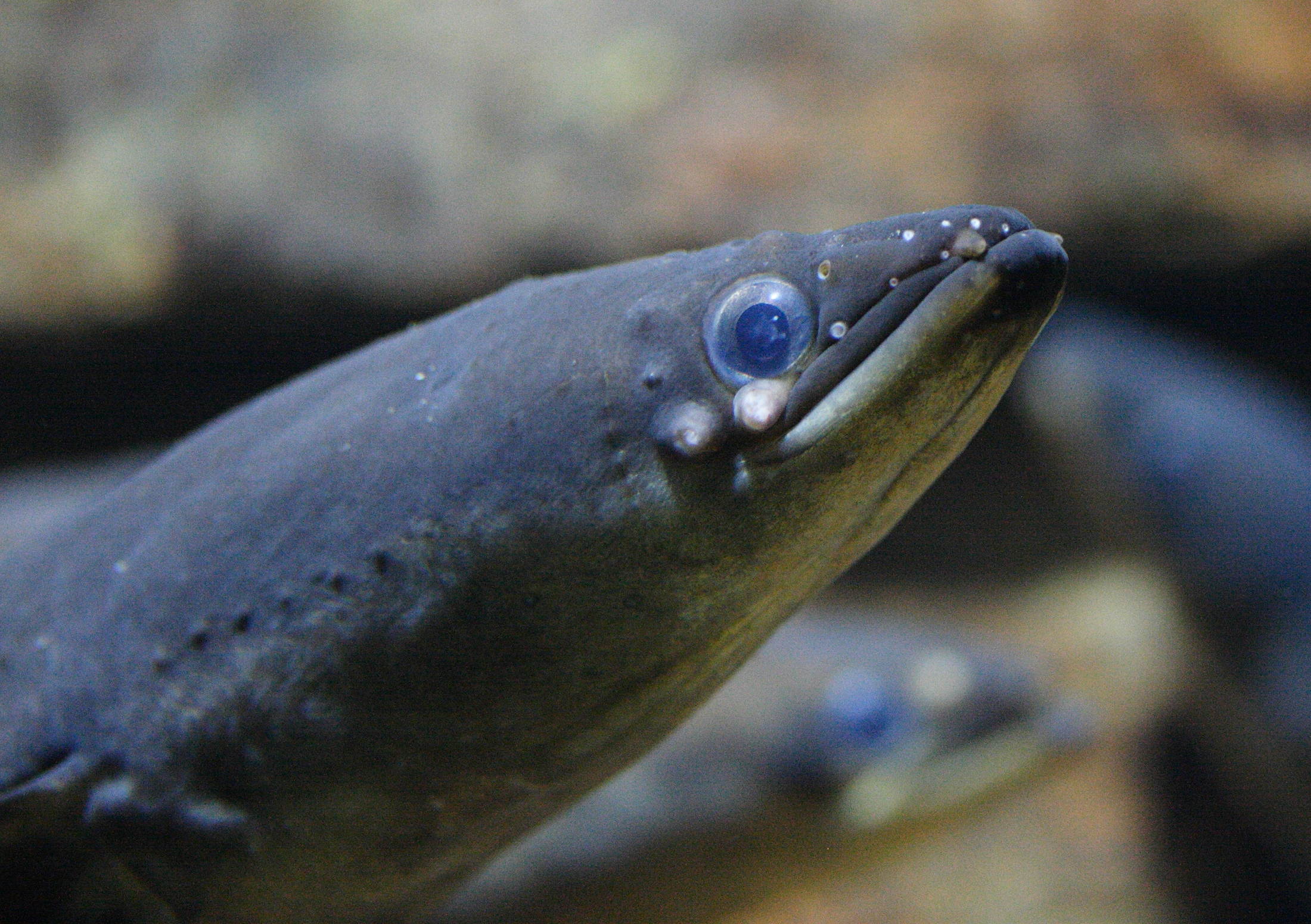 anguilla_anguilla3md