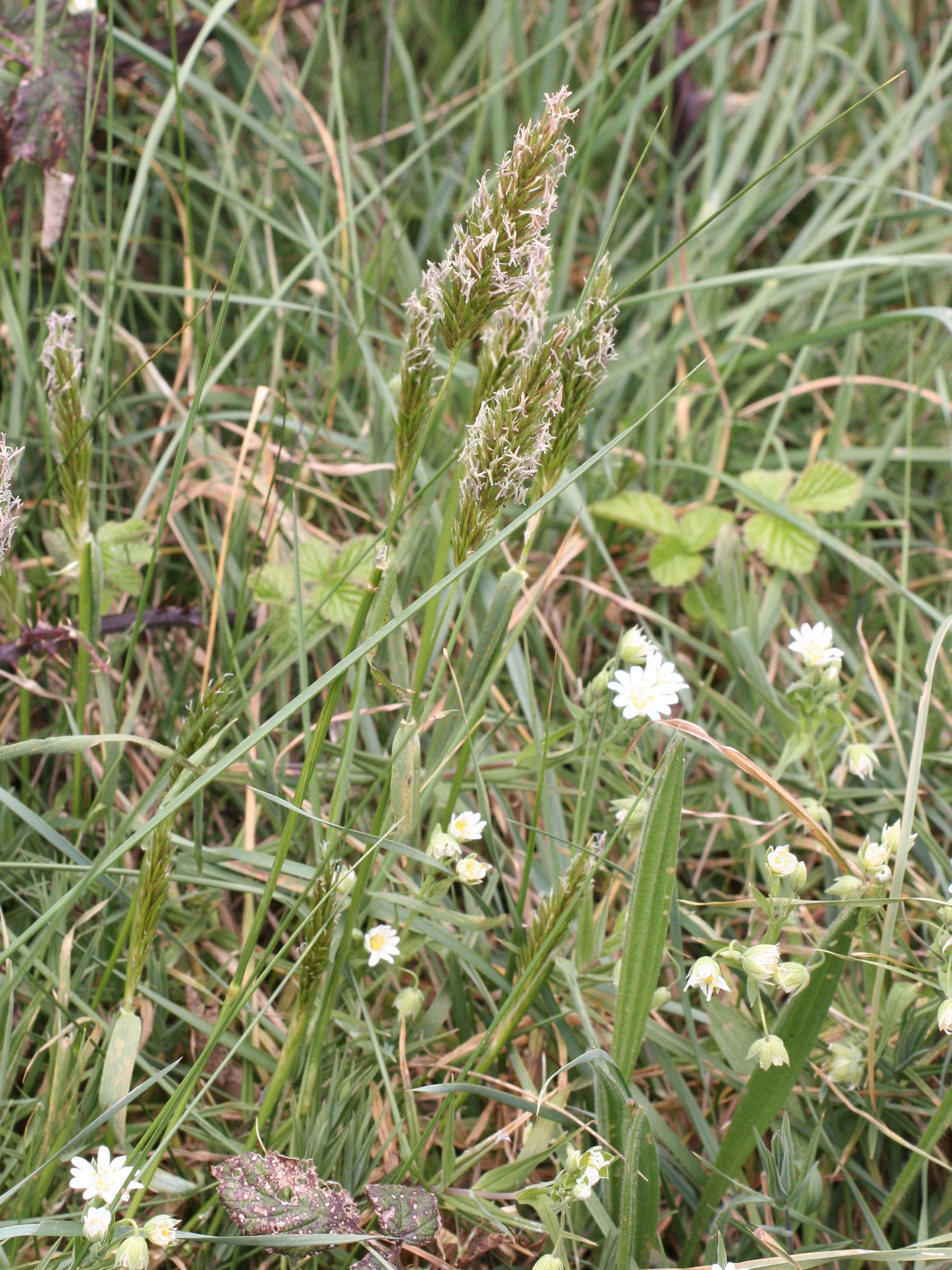 anthoxanthum_odoratum1md