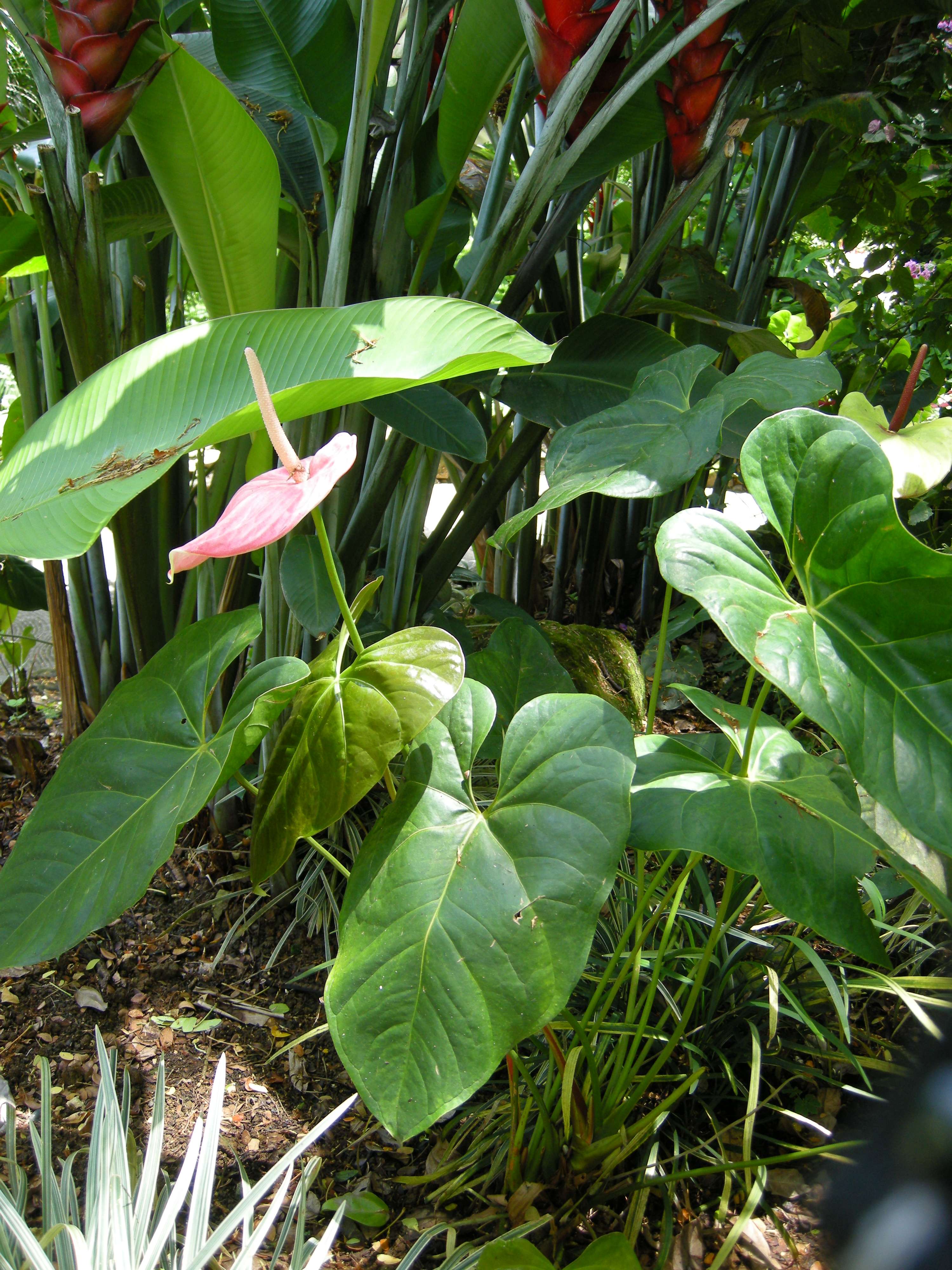 anthurium_cristallinum1md
