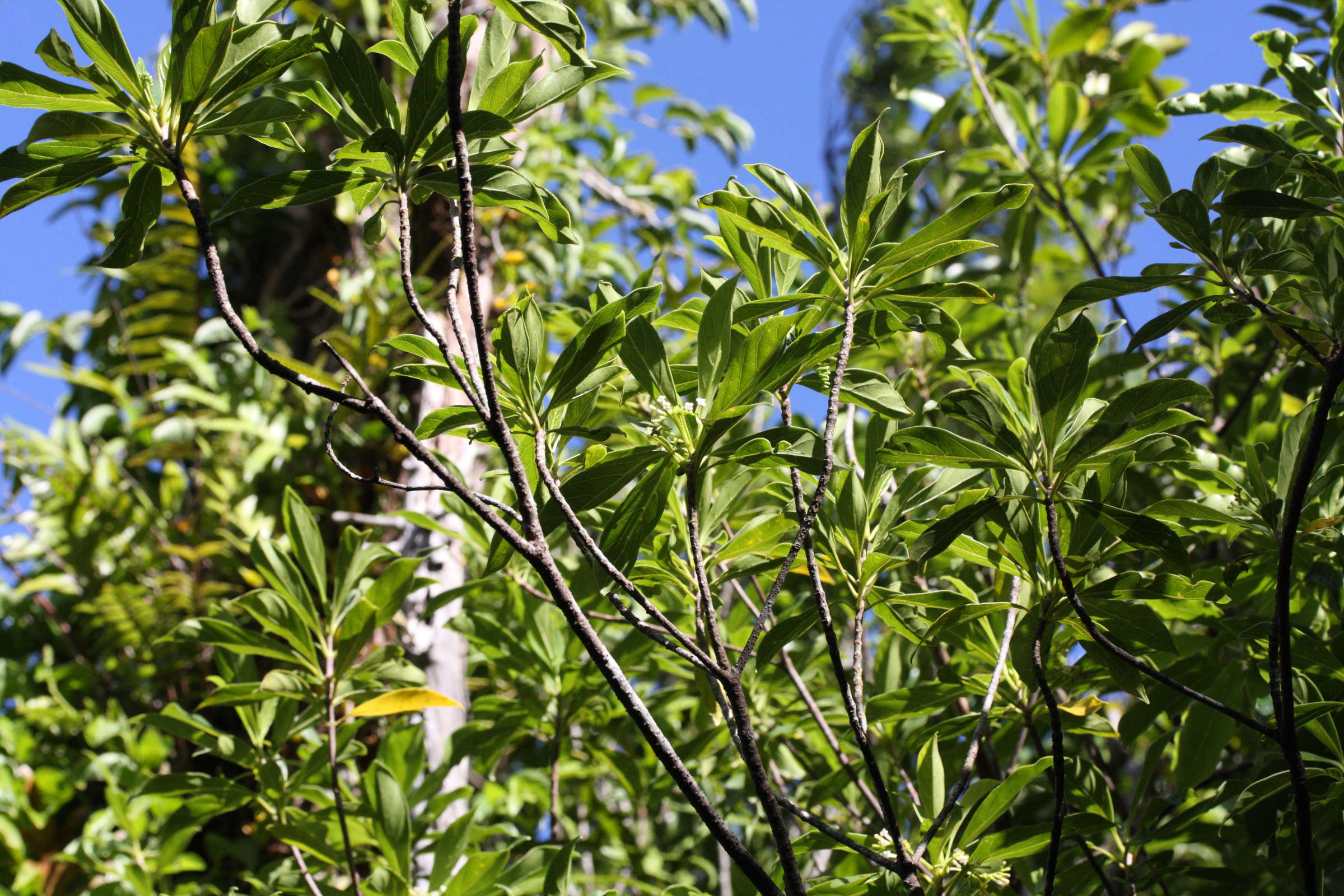 Afficher le média antirhea_borbonica2md antirhea_borbonica2md