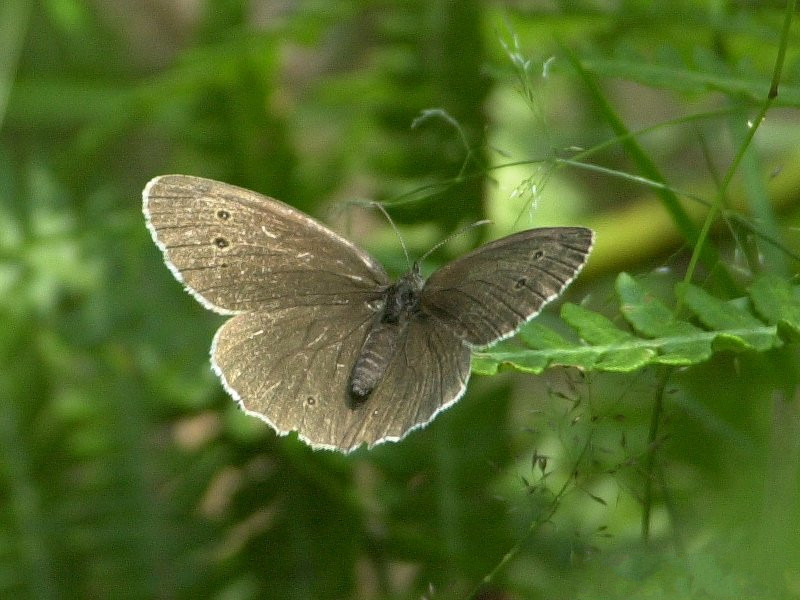 aphantopus_hyperantus1cmd