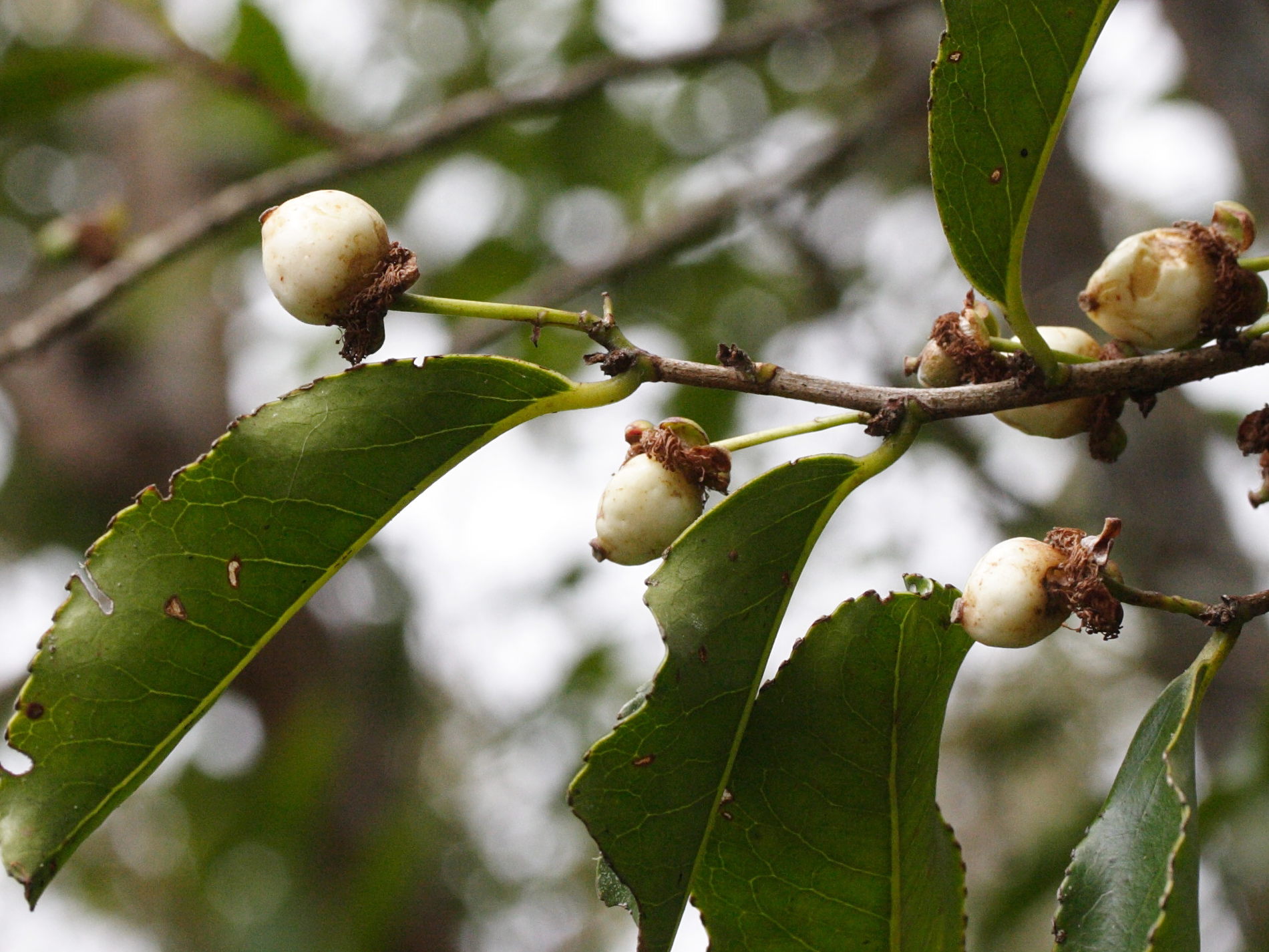 aphloia_theiformis4md