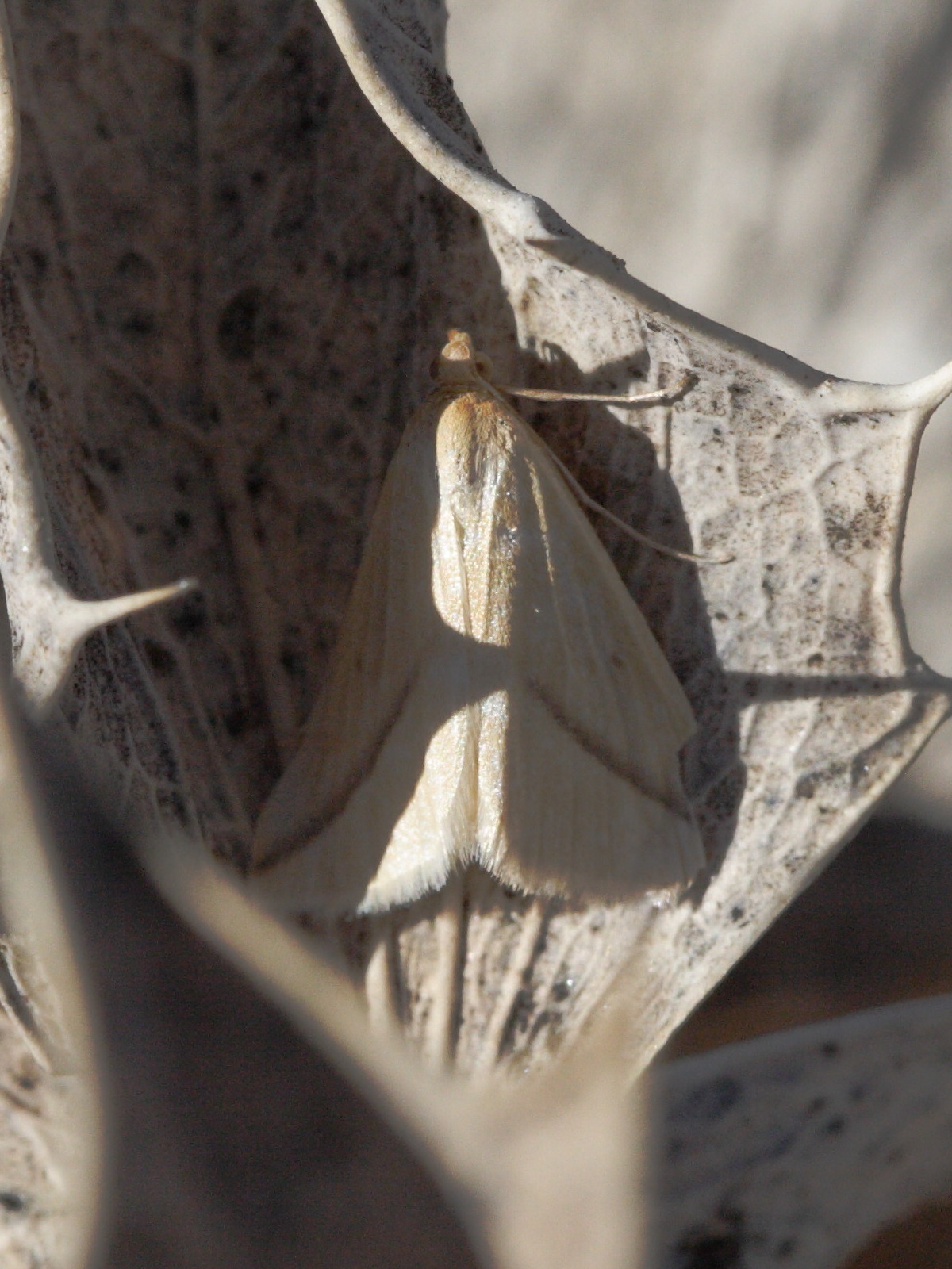 aspitates_gilvaria1bd