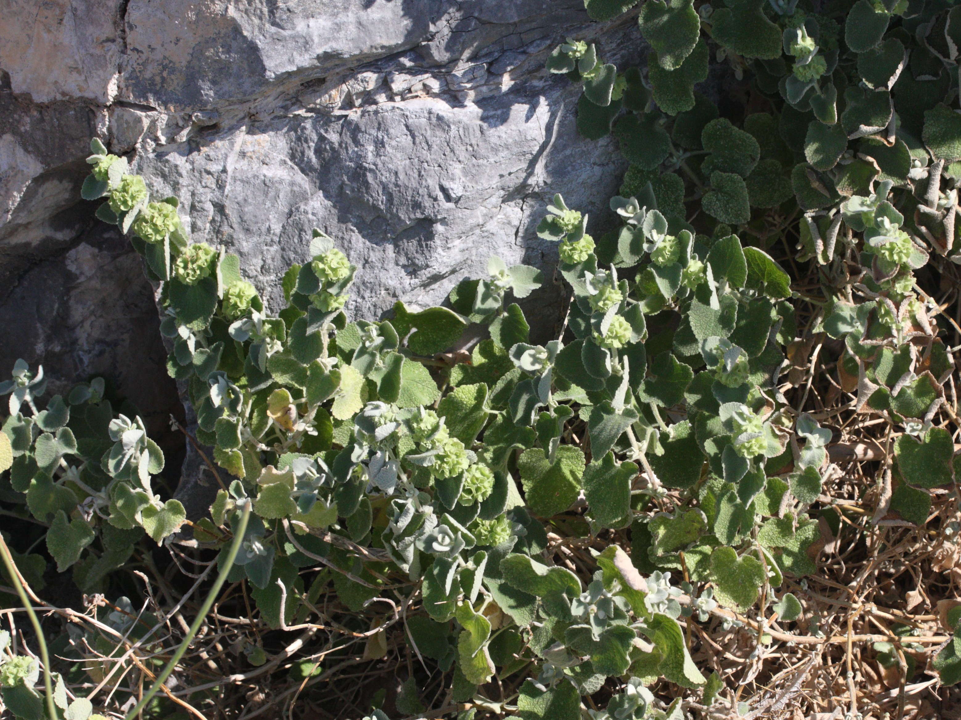 ballota_acetabulosa2md