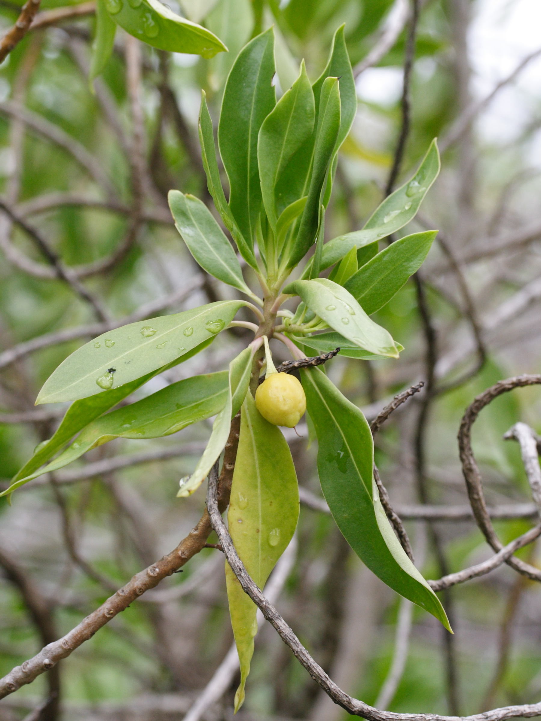 bontia_daphnoides2md
