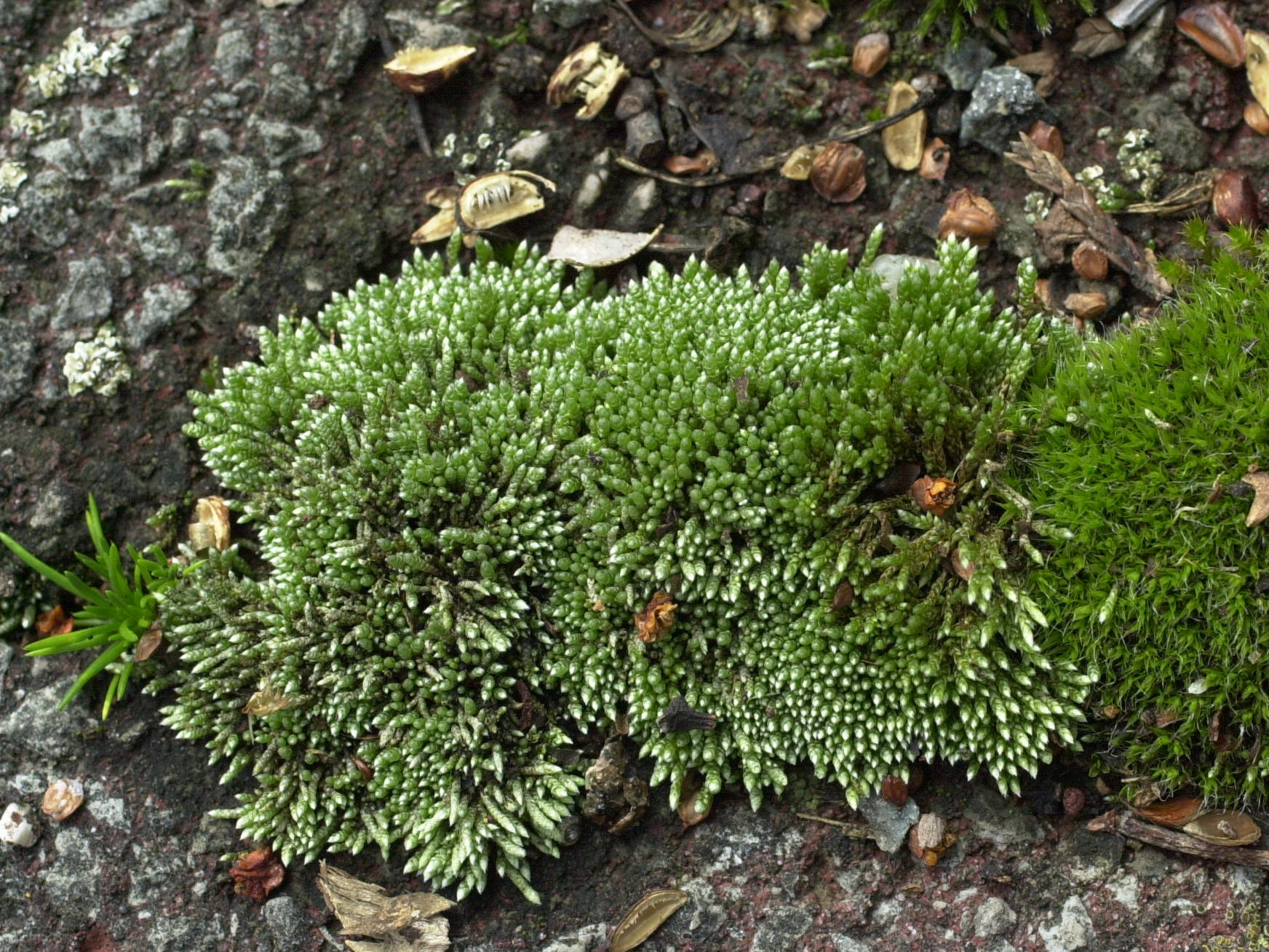 bryum_argenteum2md