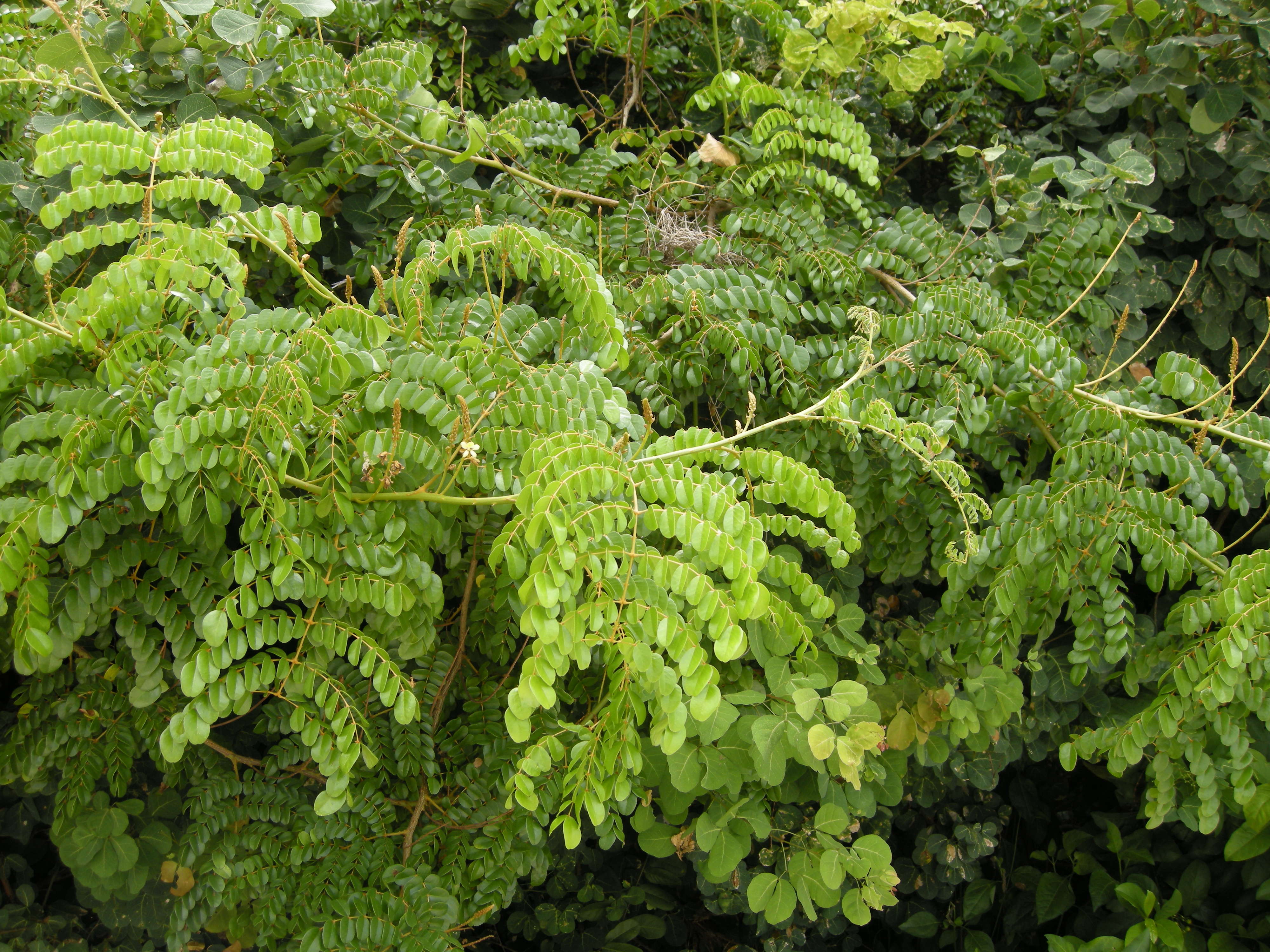 caesalpinia_ciliata7md