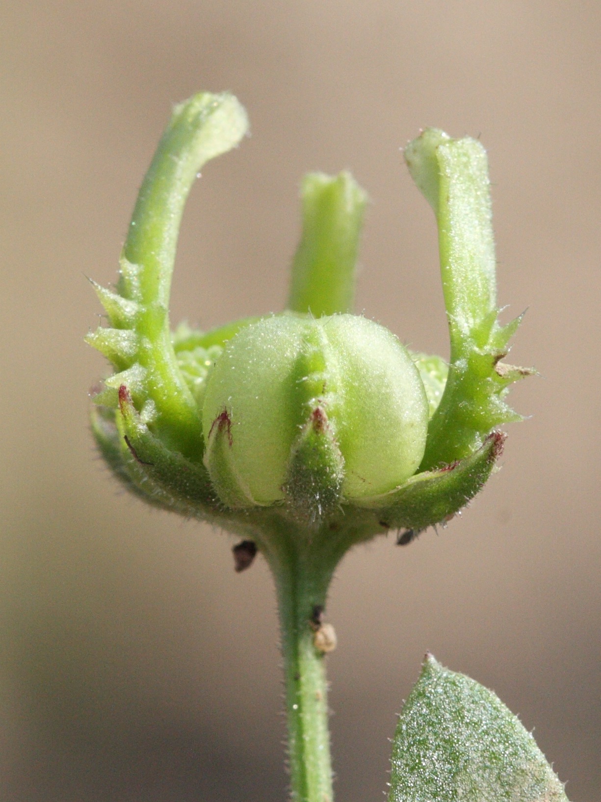calendula_arvensis5md