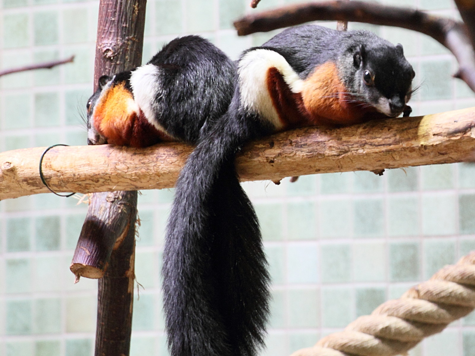 callosciurus_prevostii2md