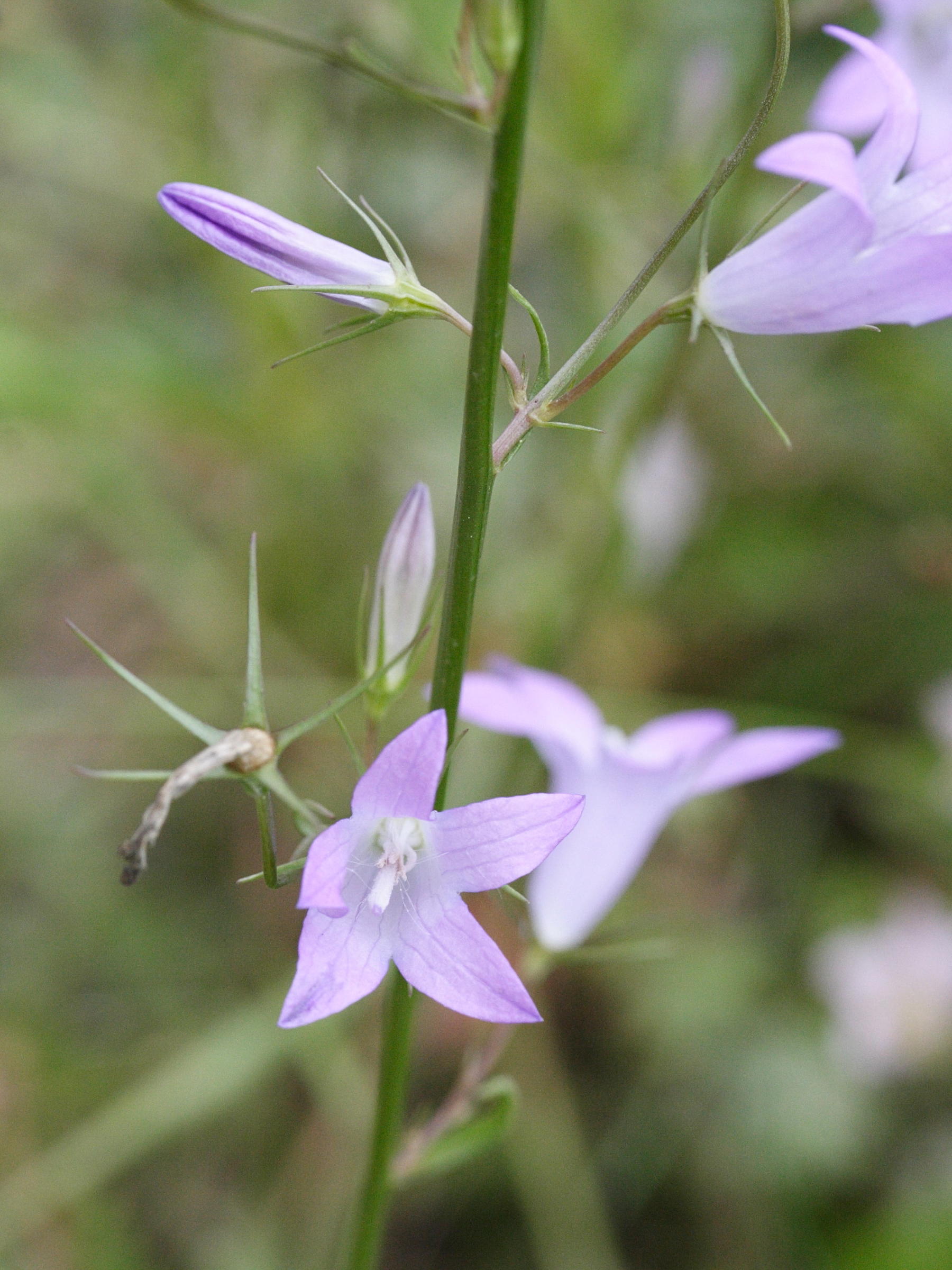 Afficher le média campanula_patula3md campanula_patula3md