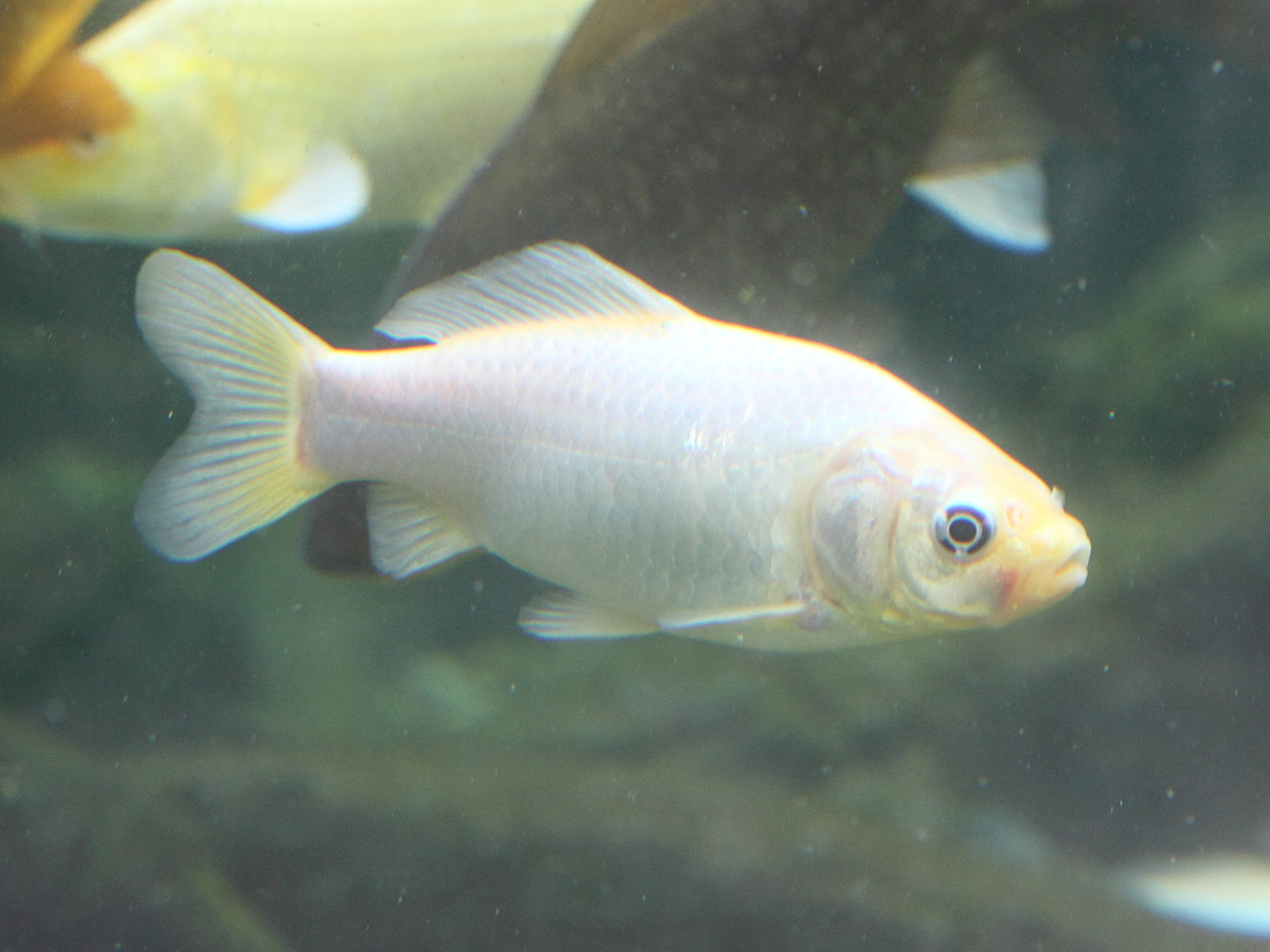 carassius_auratus2md