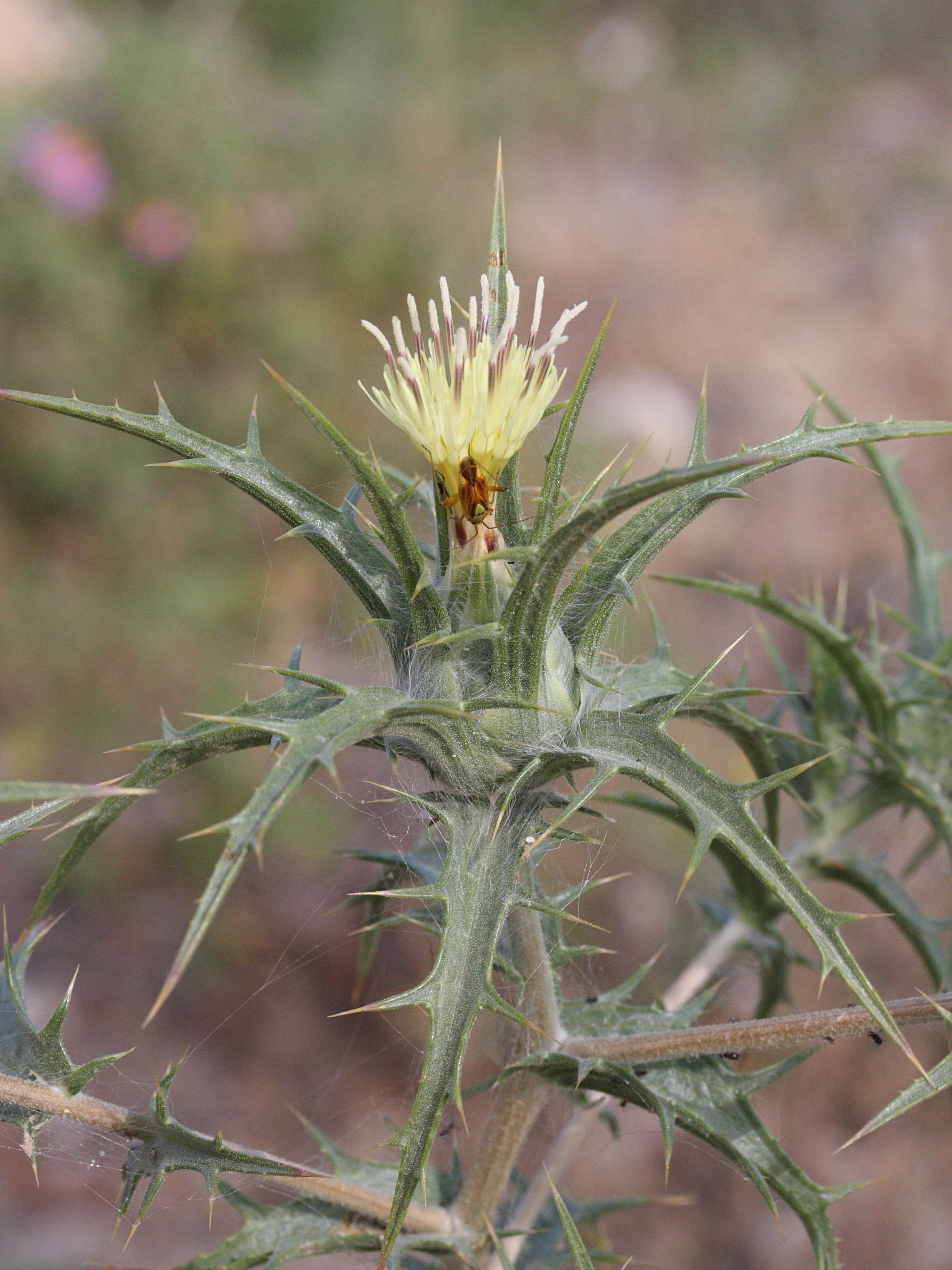 Afficher le média carthamus_lanatus_baeticus2md carthamus_lanatus_baeticus2md