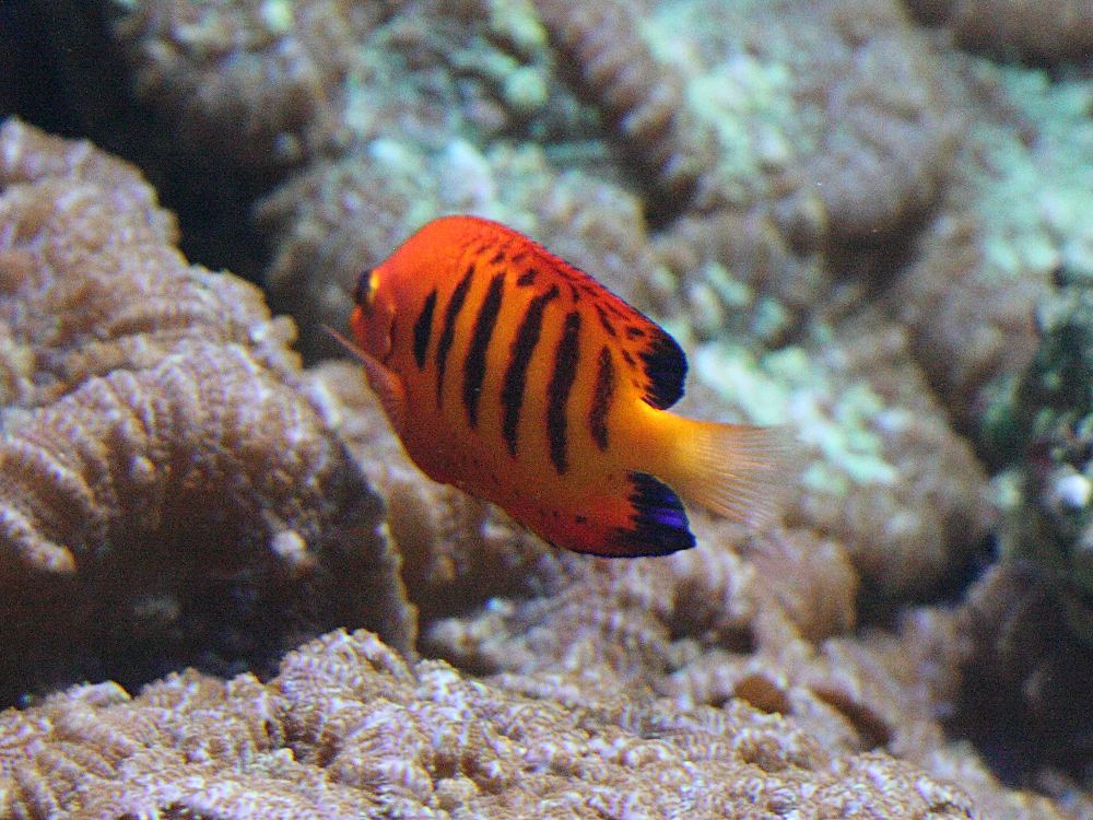 centropyge_loricula2abd